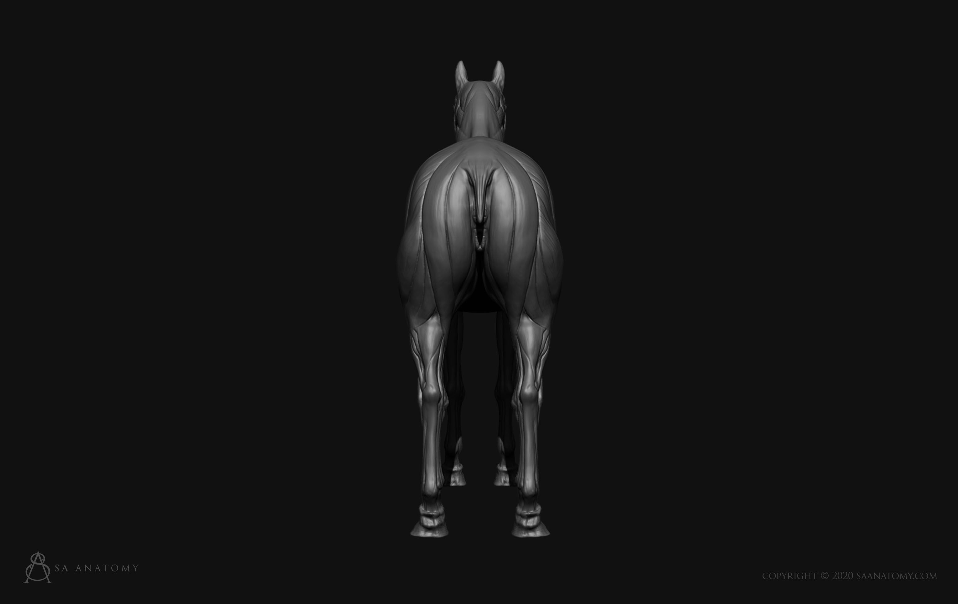 Horse-Equine Anatomy 3D print model_5