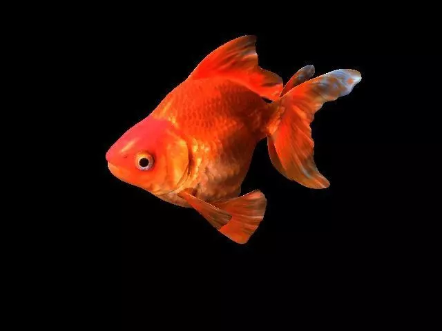 Gold Fish 3D model_0