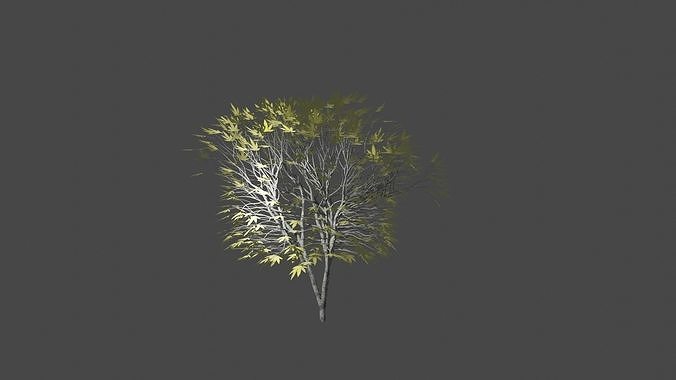 Maple tree Free 3D model