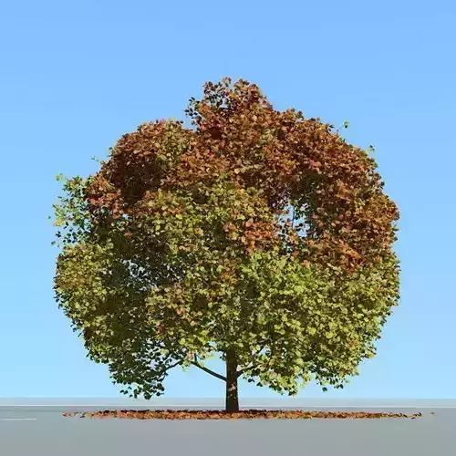Big tree model summer season with wind animation