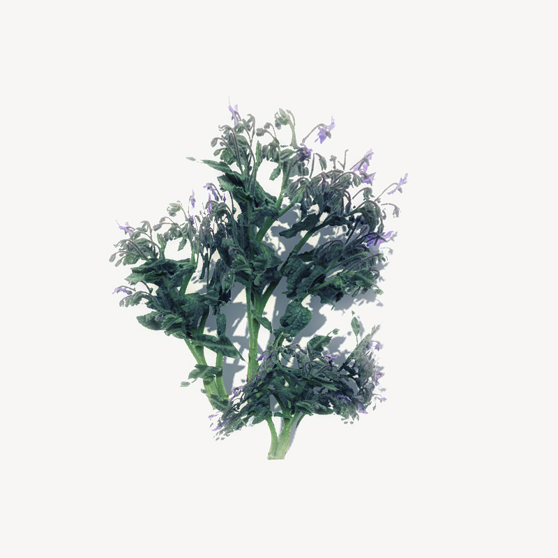 24 Afghan Vegetation Models For Games Low-poly 3D model_26