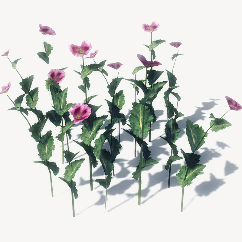 24 Afghan Vegetation Models For Games Low-poly 3D model_20