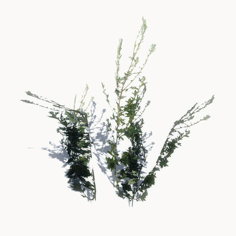 24 Afghan Vegetation Models For Games Low-poly 3D model_9