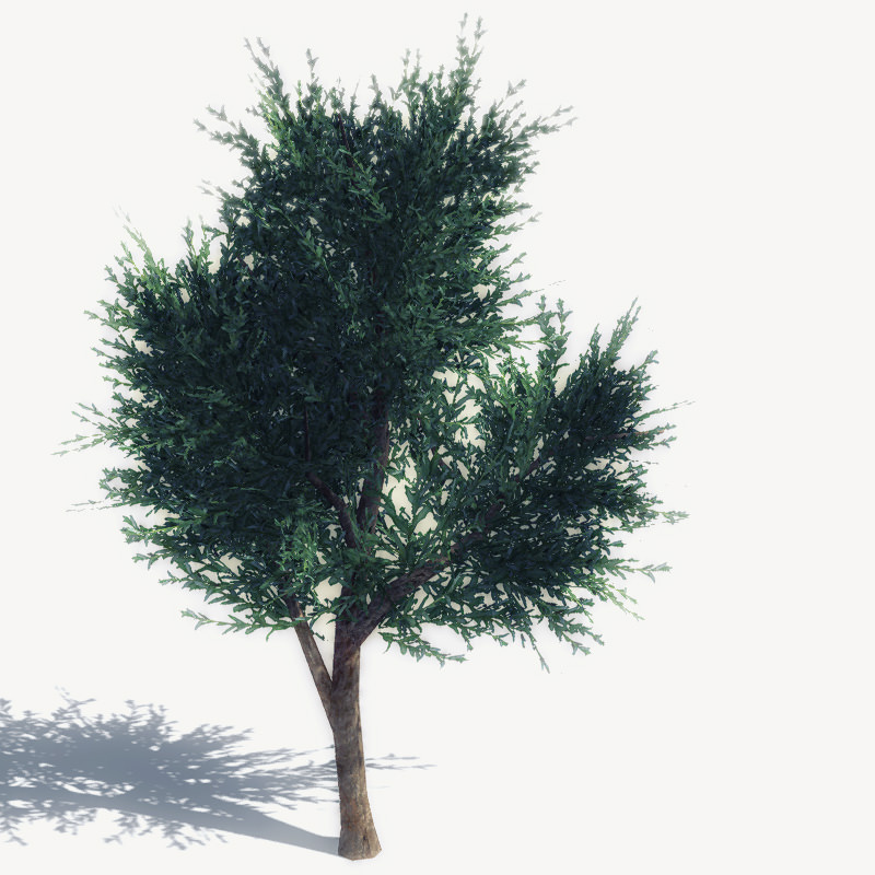 24 Afghan Vegetation Models For Games Low-poly 3D model_22