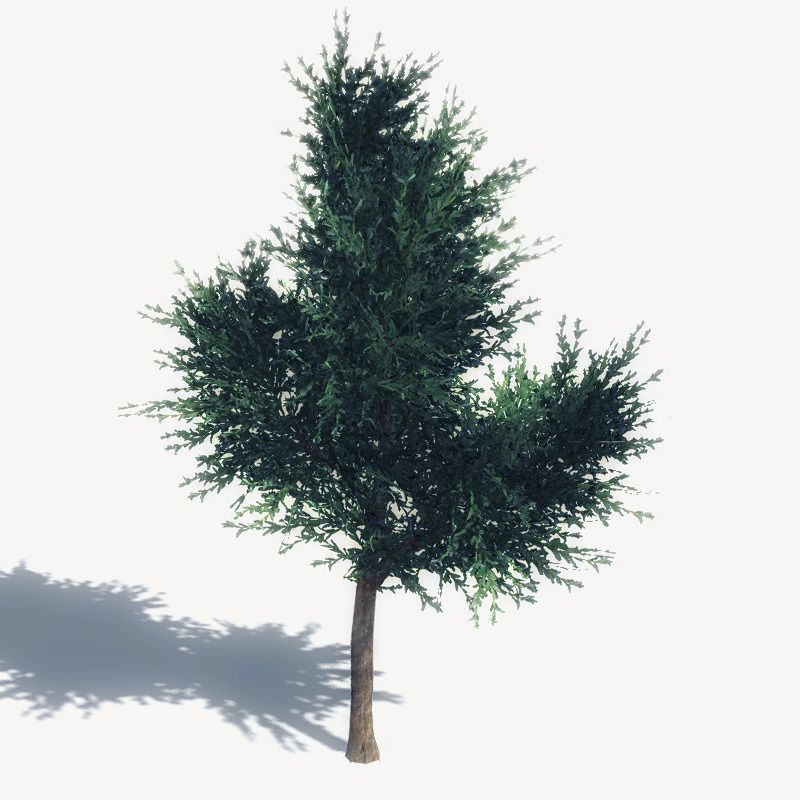 24 Afghan Vegetation Models For Games Low-poly 3D model_23