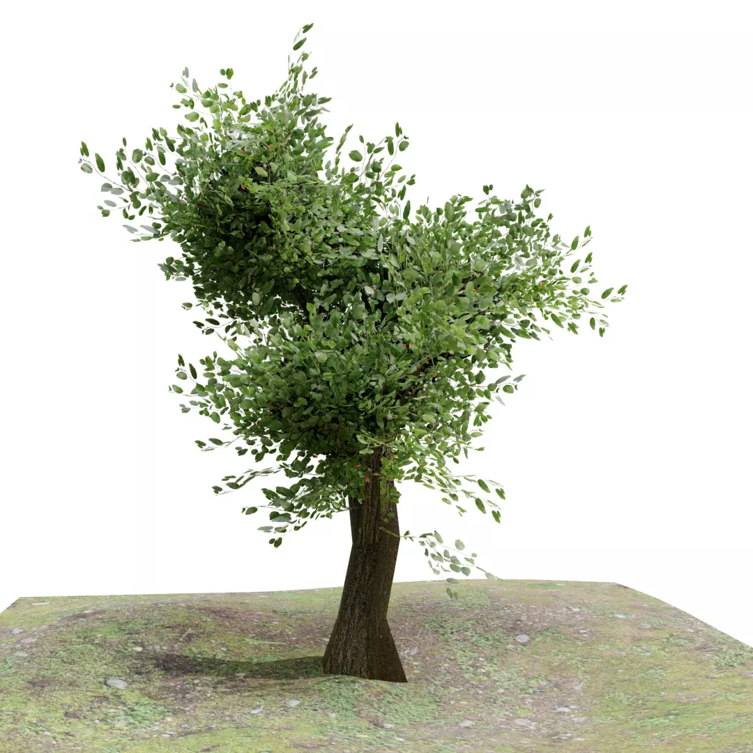 Low poly Tree free 3D model | CGTrader