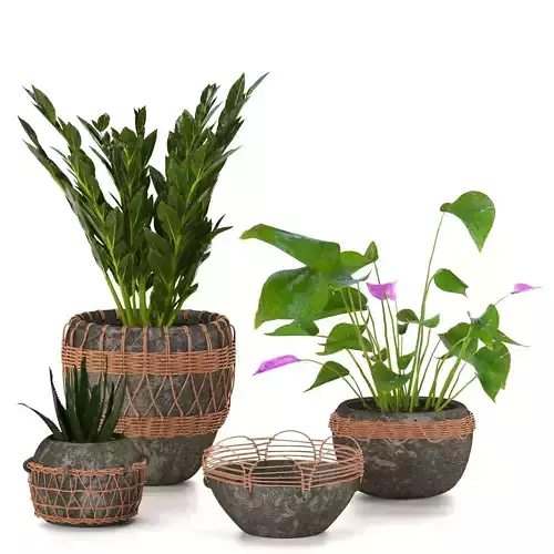 plant colection 01