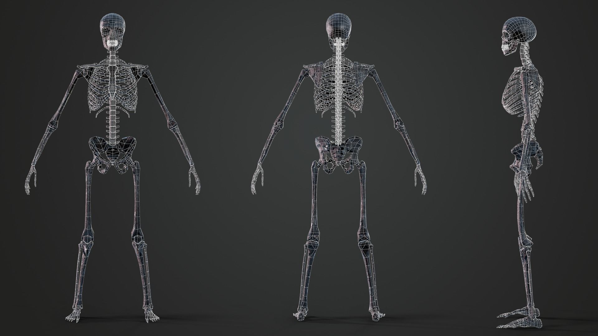 Skeleton Humanoid - Game Ready Low-poly 3D model_15