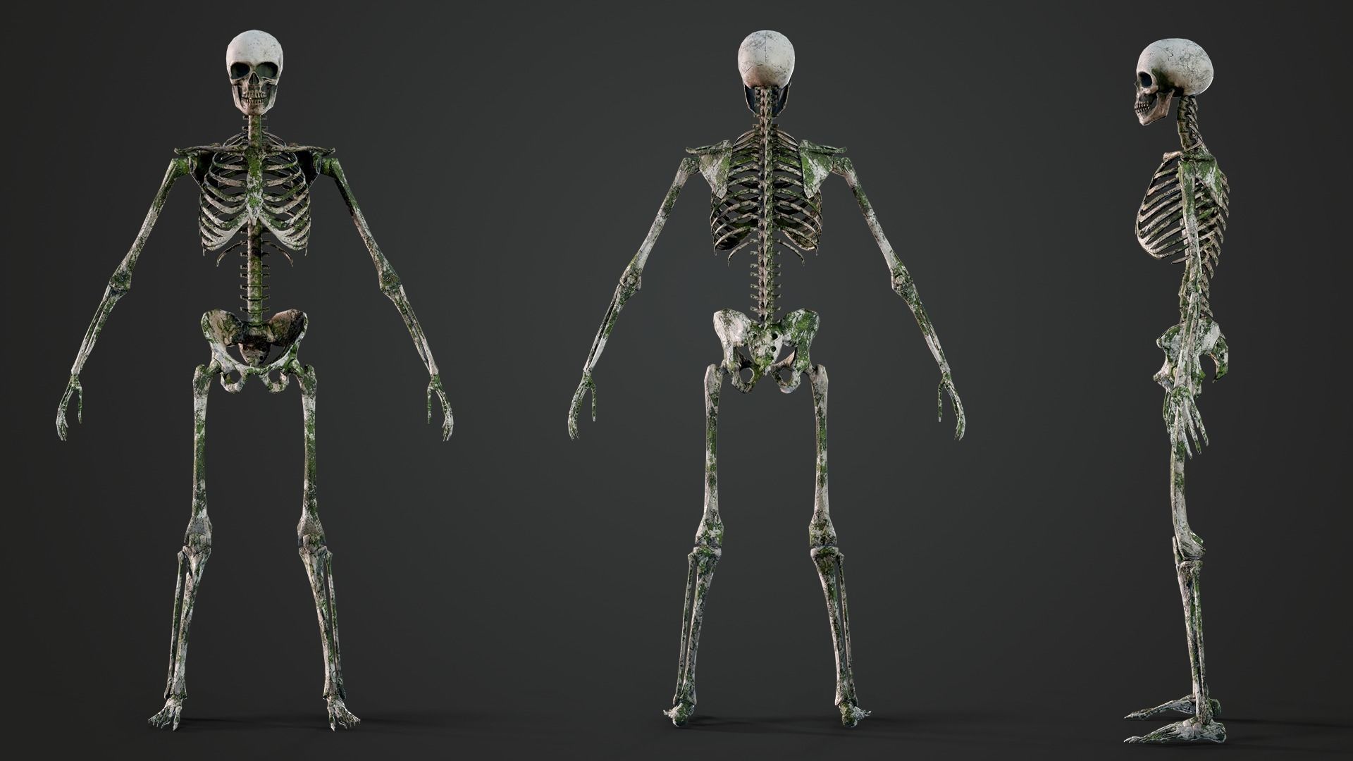Skeleton Humanoid - Game Ready Low-poly 3D model_11