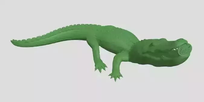 crocodile alligator