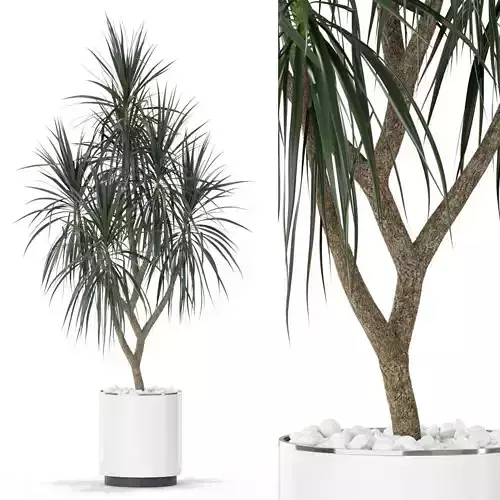 Plants collection 397