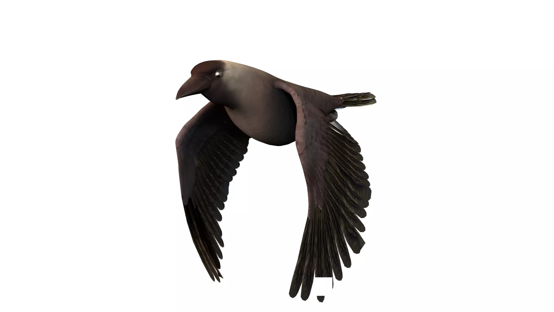 Crow 3D Animated and Textured 3D model