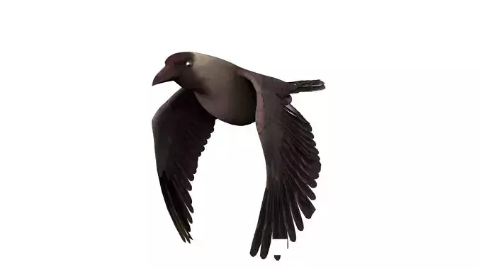 Crow 3D Animated and Textured 3D model