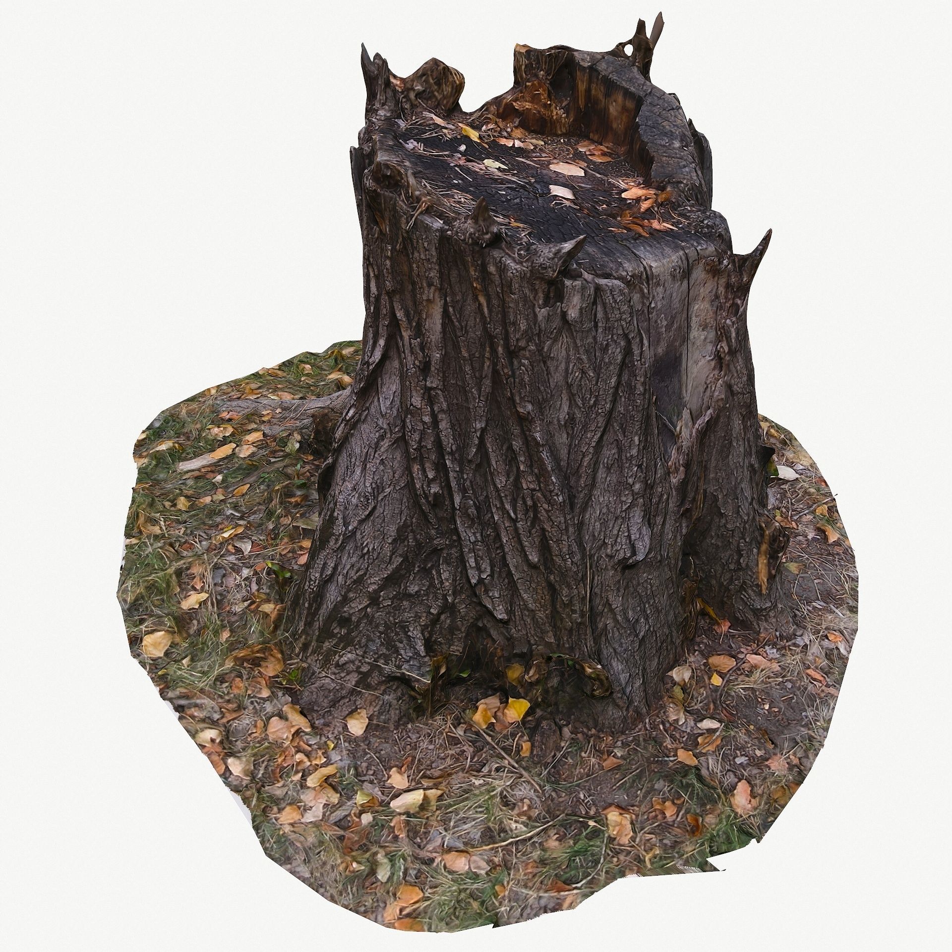 3D Scan BPR Tree Stump Collection model Low-poly 3D model_18
