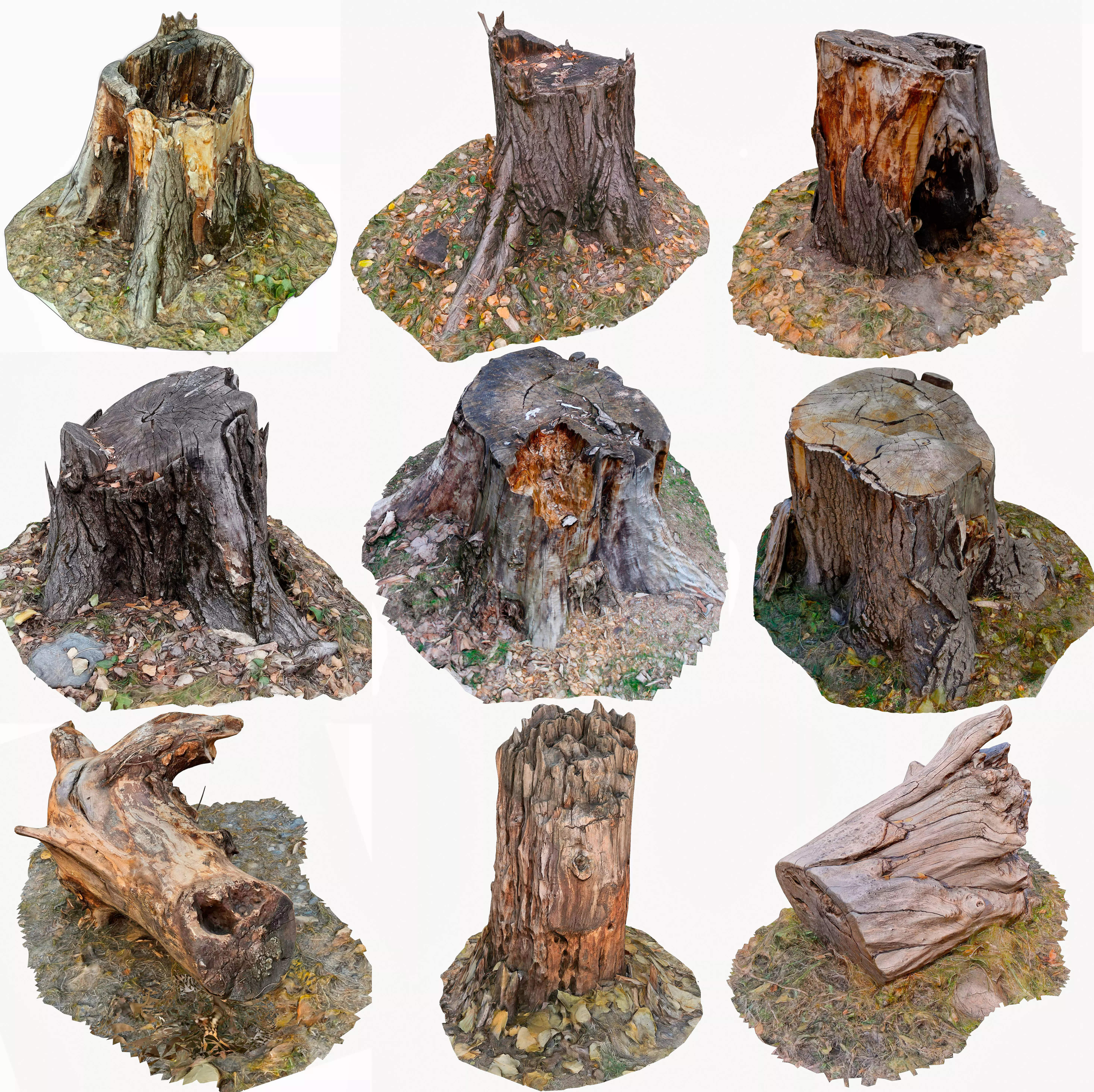 3D Scan BPR Tree Stump Collection model Low-poly 3D model_0