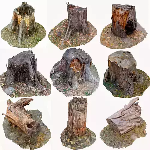 3D Scan BPR Tree Stump Collection model Low-poly 3D model