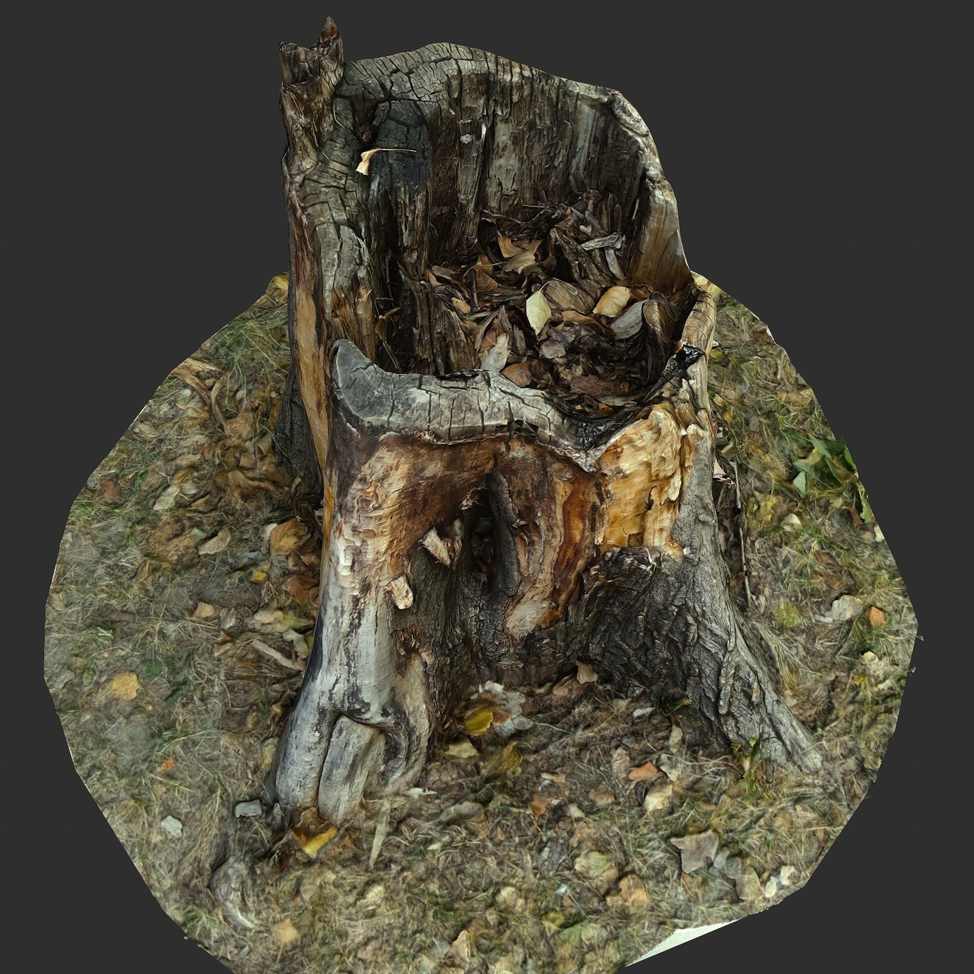 3D Scan BPR Tree Stump Collection model Low-poly 3D model_35