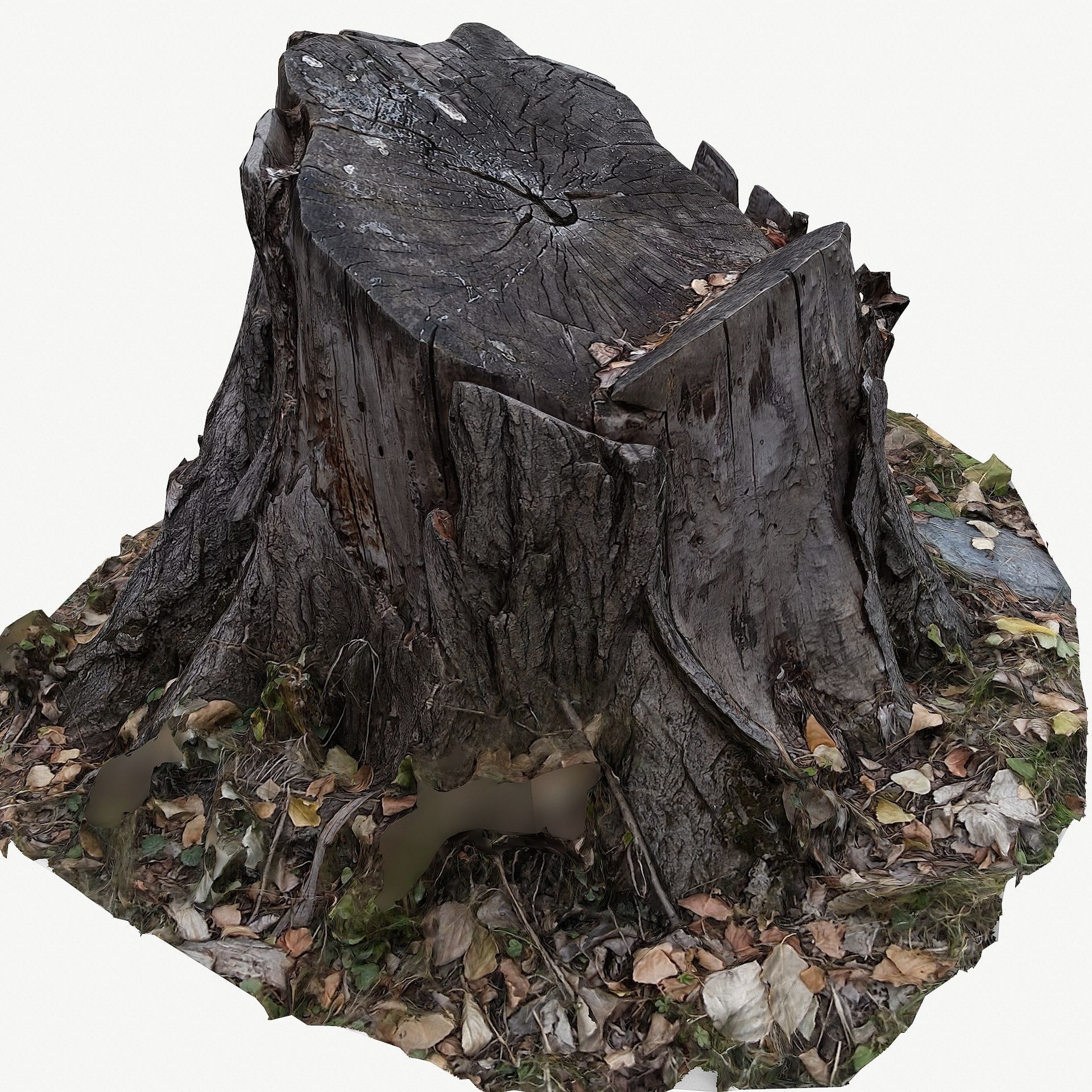 3D Scan BPR Tree Stump Collection model Low-poly 3D model_38