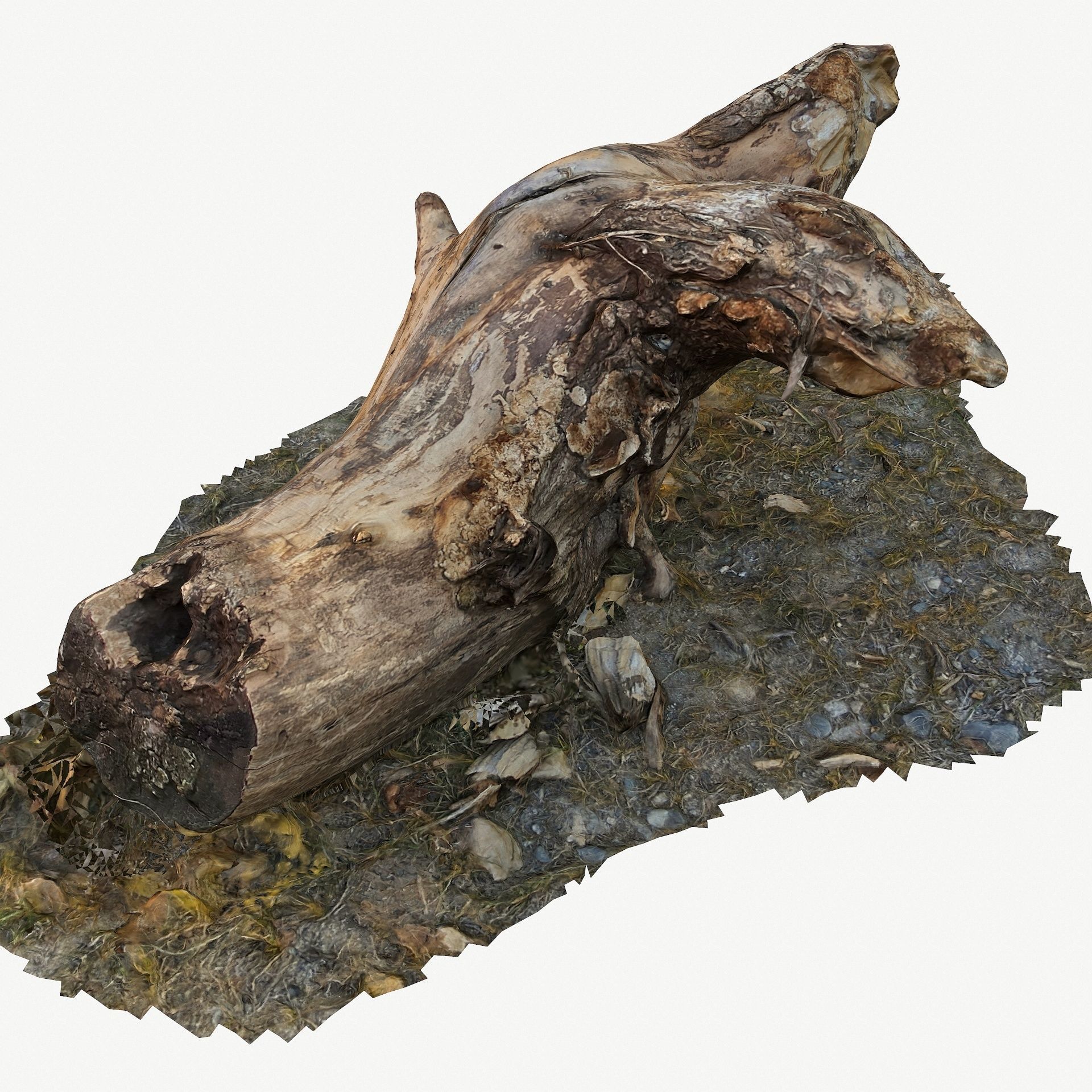 3D Scan BPR Tree Stump Collection model Low-poly 3D model_6
