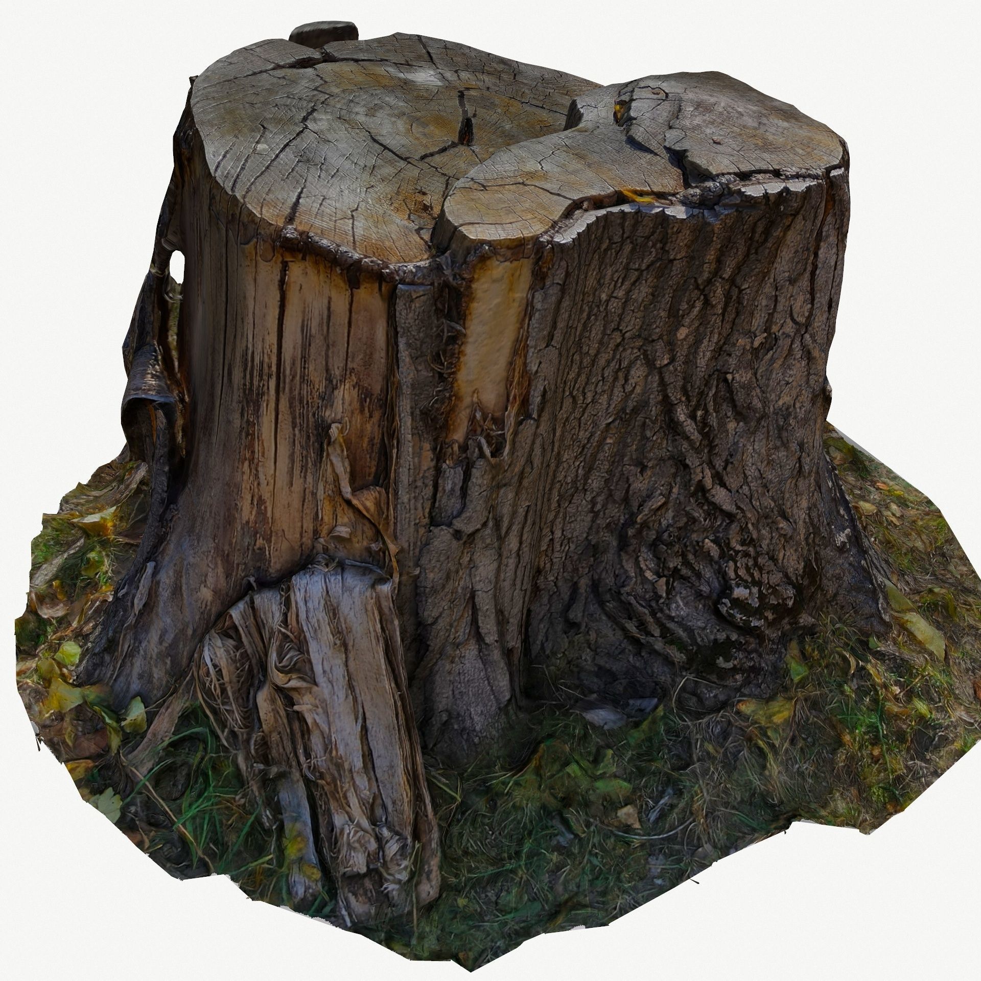 3D Scan BPR Tree Stump Collection model Low-poly 3D model_105