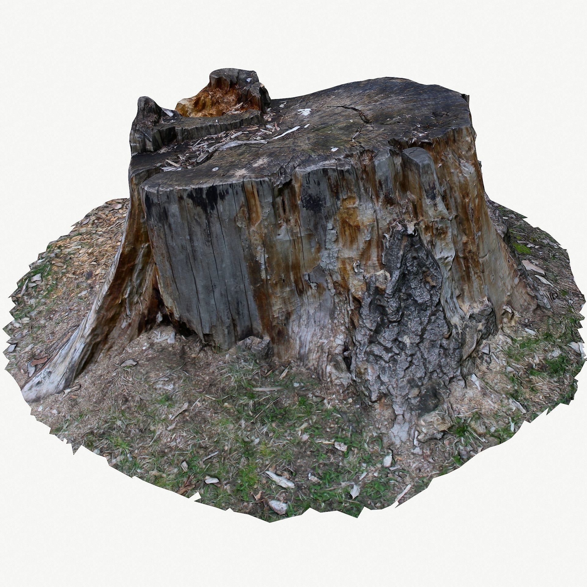3D Scan BPR Tree Stump Collection model Low-poly 3D model_19