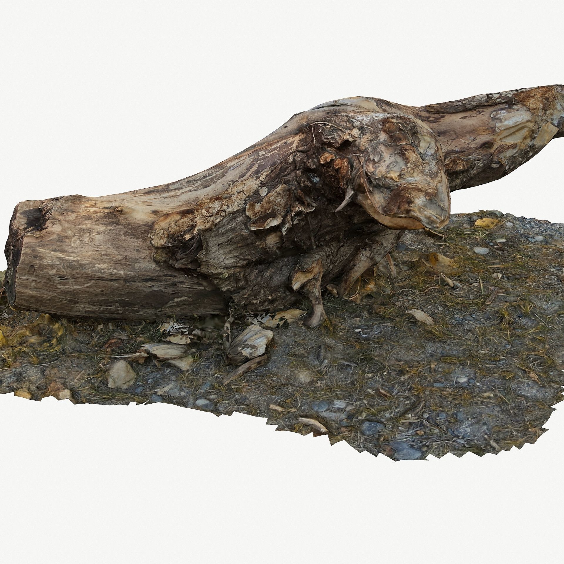 3D Scan BPR Tree Stump Collection model Low-poly 3D model_13