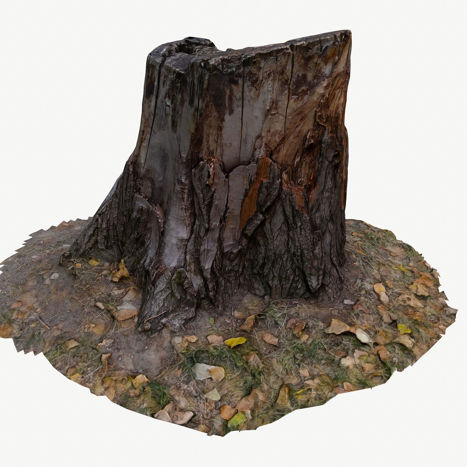 3D Scan BPR Tree Stump Collection model Low-poly 3D model_9