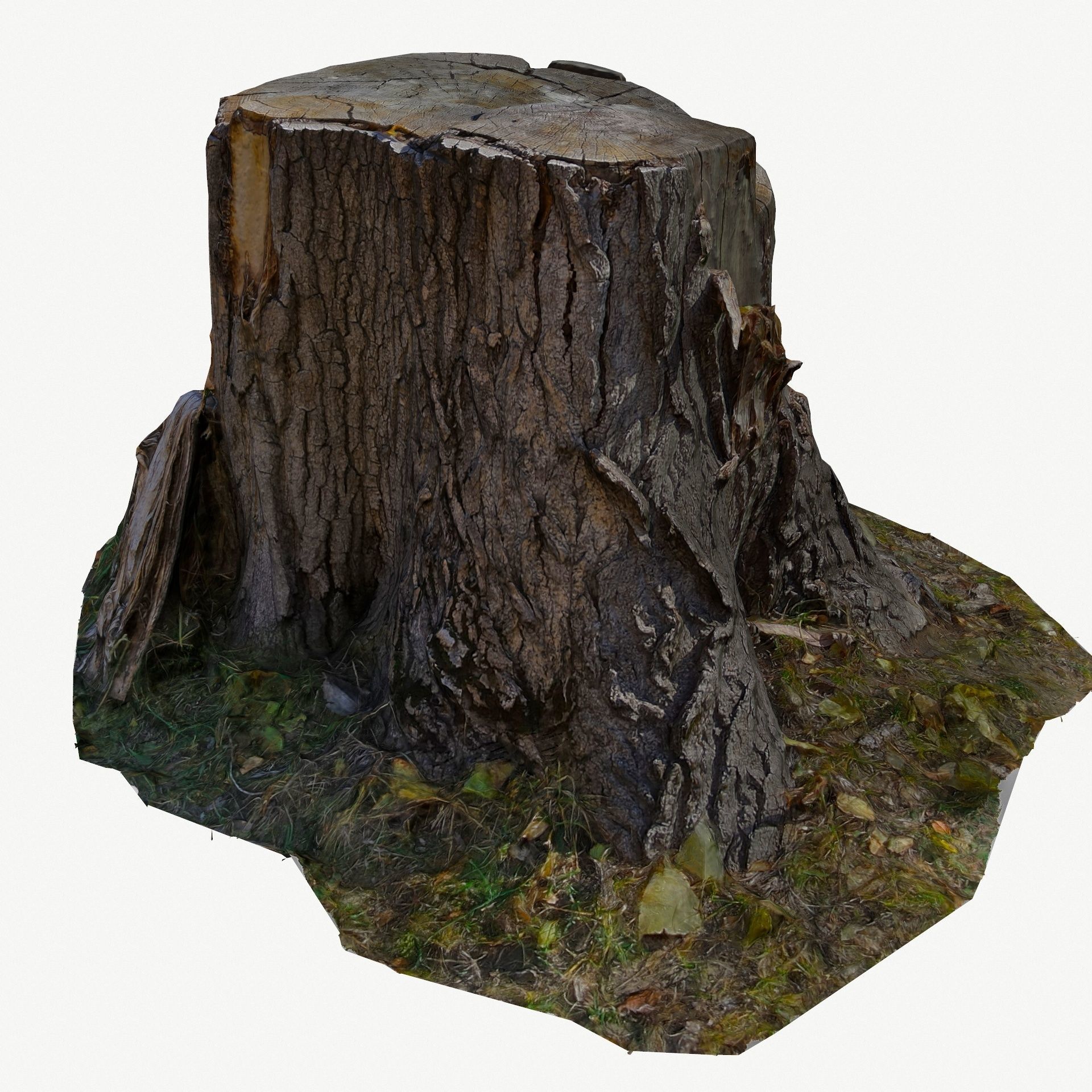 3D Scan BPR Tree Stump Collection model Low-poly 3D model_74