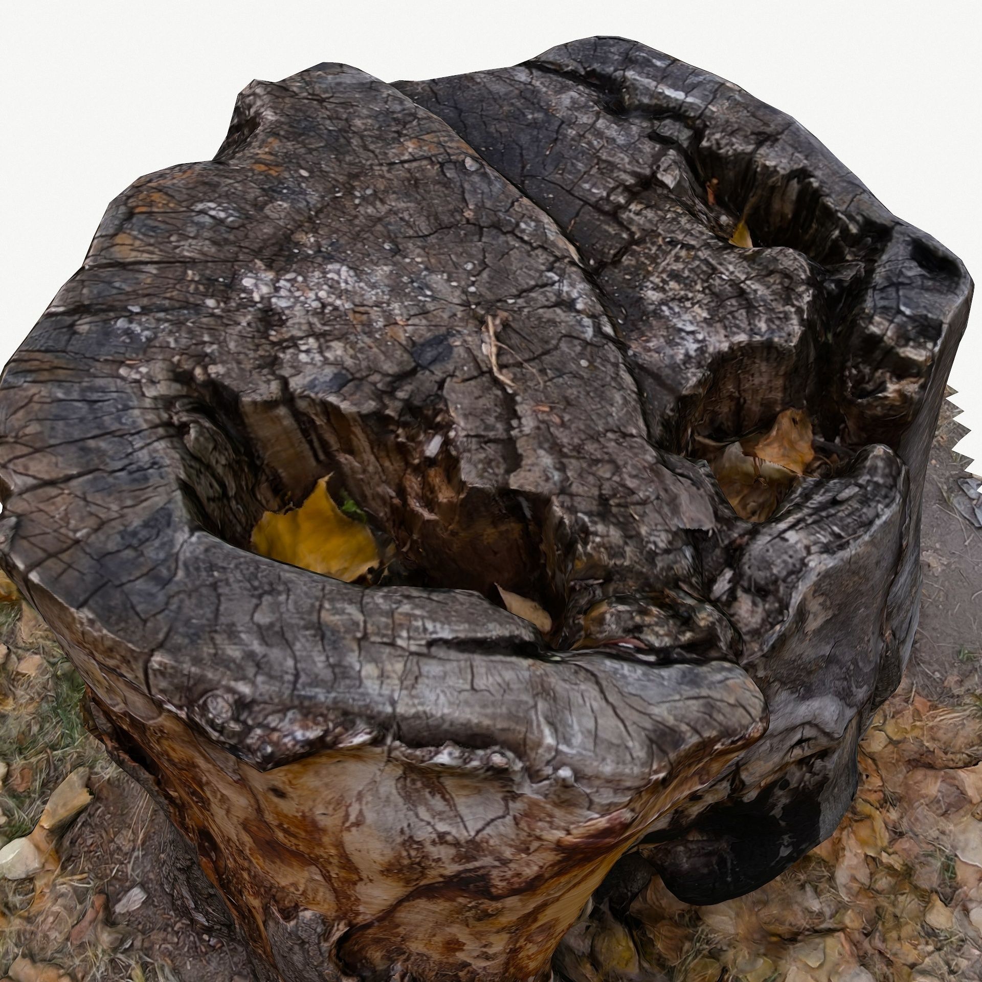 3D Scan BPR Tree Stump Collection model Low-poly 3D model_42