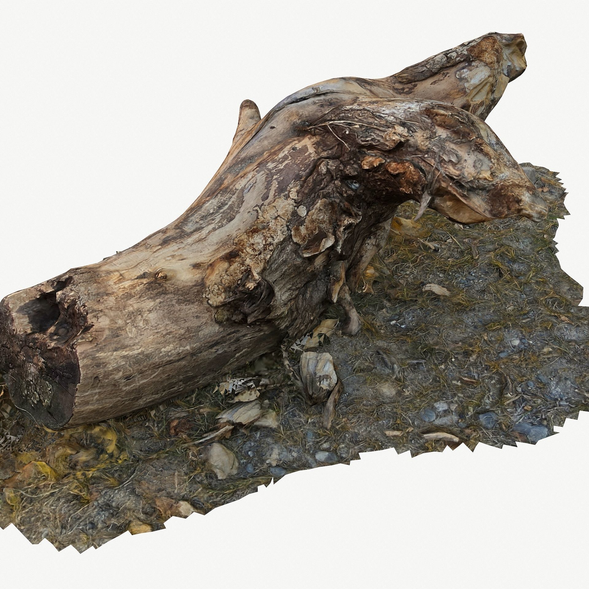3D Scan BPR Tree Stump Collection model Low-poly 3D model_62