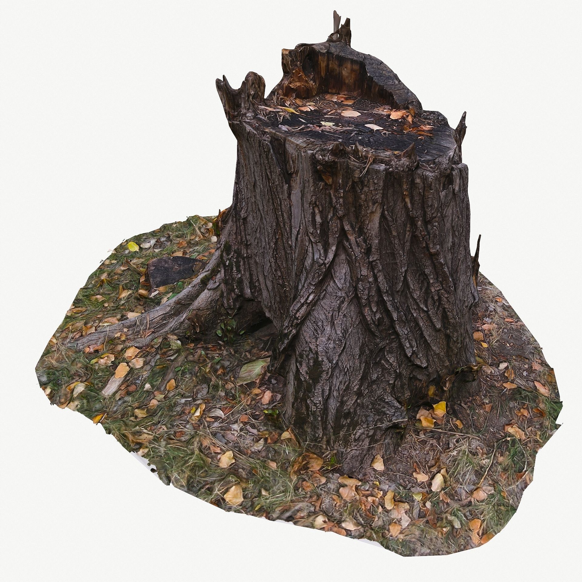 3D Scan BPR Tree Stump Collection model Low-poly 3D model_11