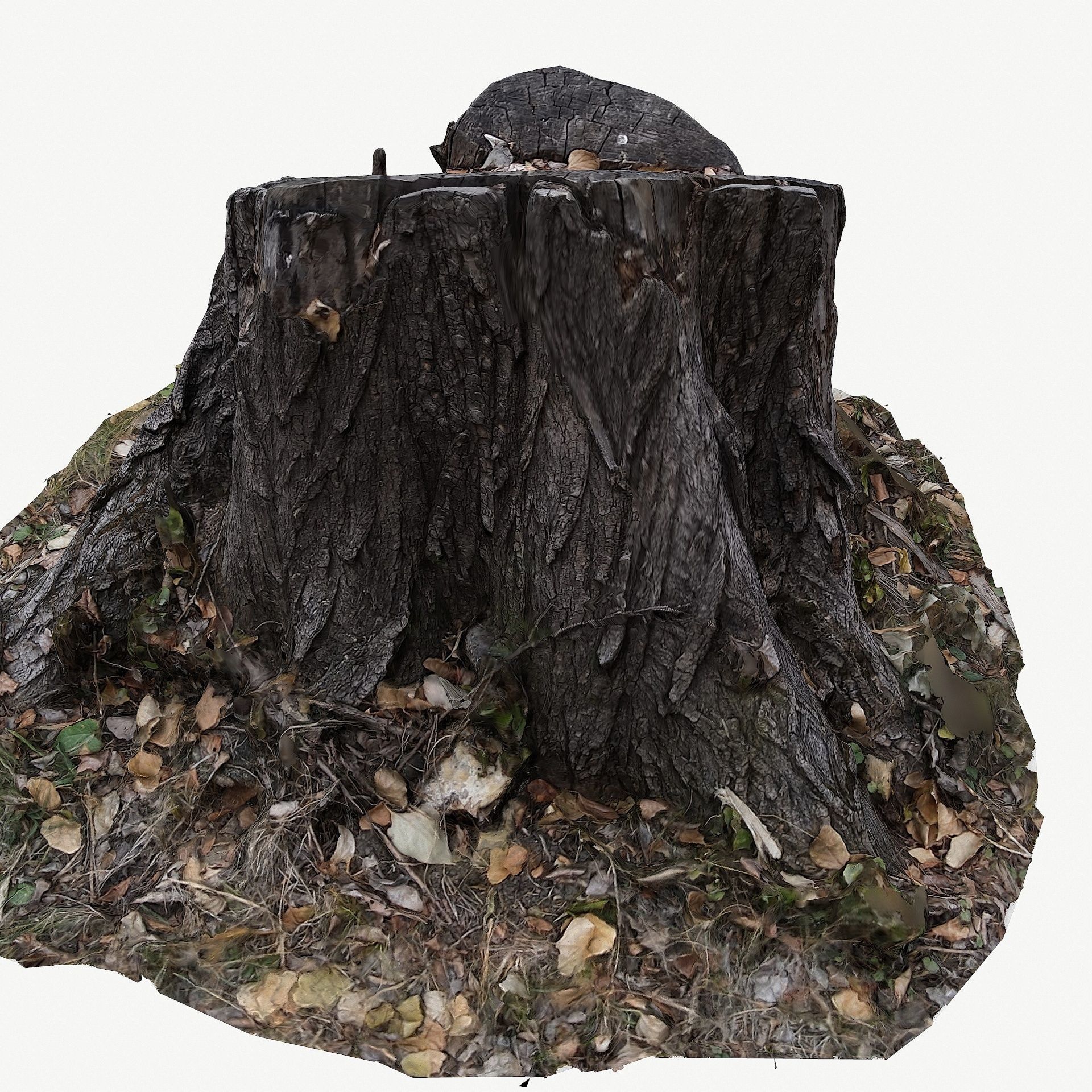 3D Scan BPR Tree Stump Collection model Low-poly 3D model_26