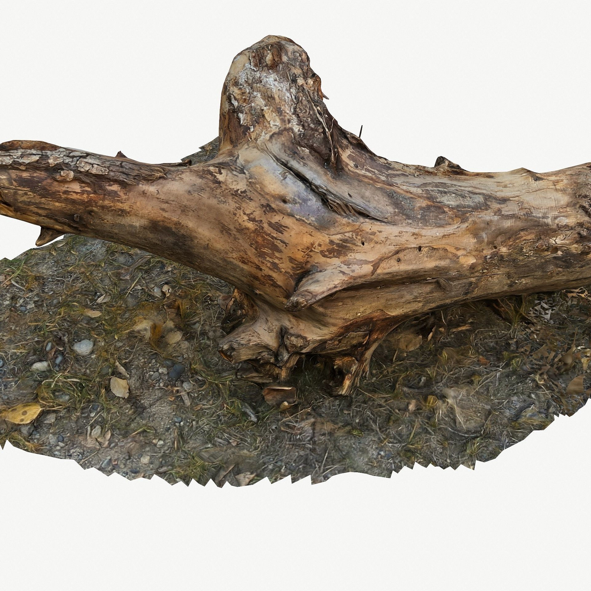 3D Scan BPR Tree Stump Collection model Low-poly 3D model_39