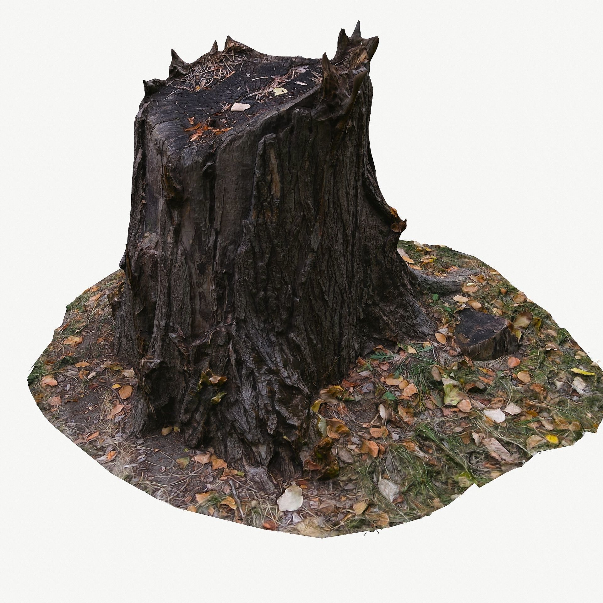 3D Scan BPR Tree Stump Collection model Low-poly 3D model_30