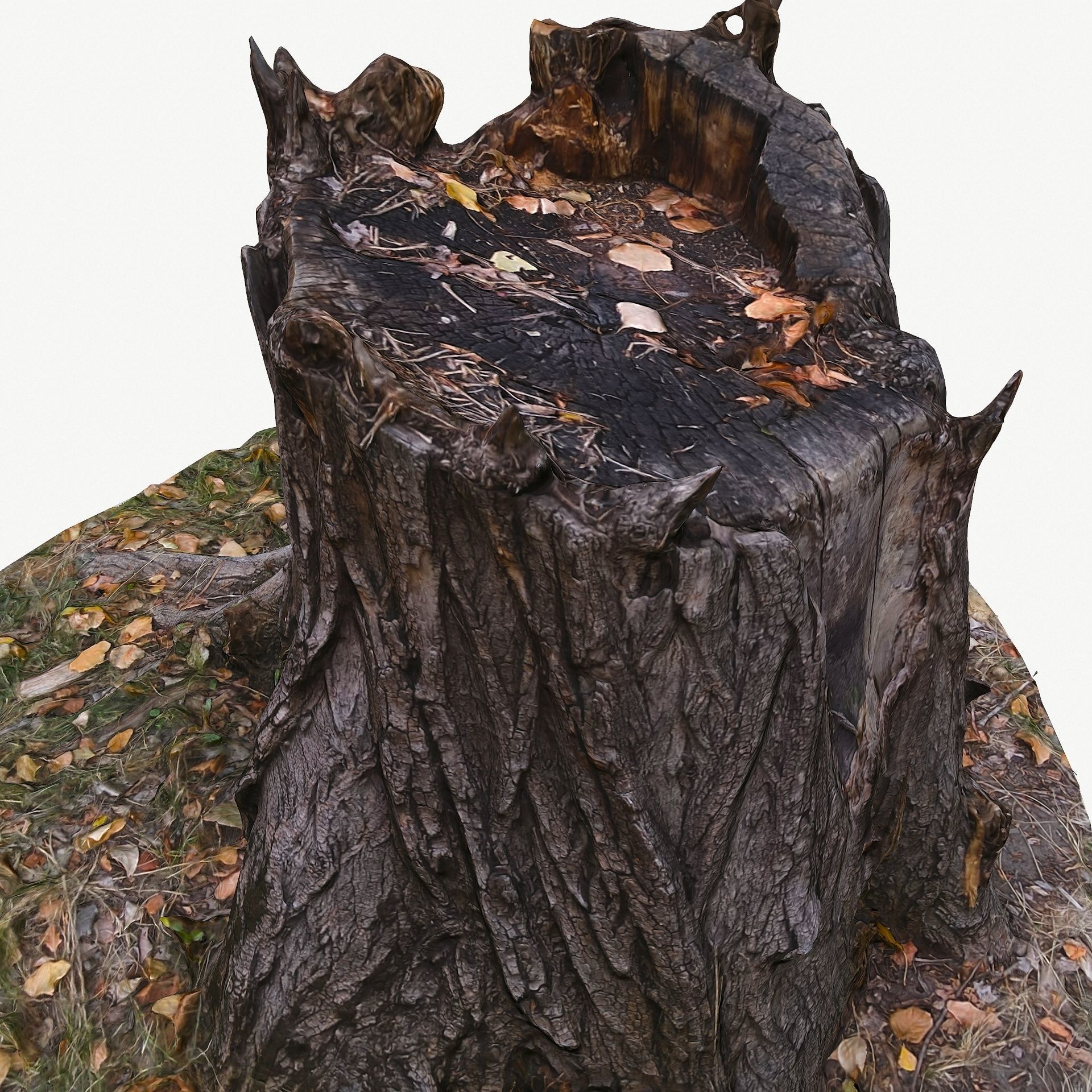 3D Scan BPR Tree Stump Collection model Low-poly 3D model_44