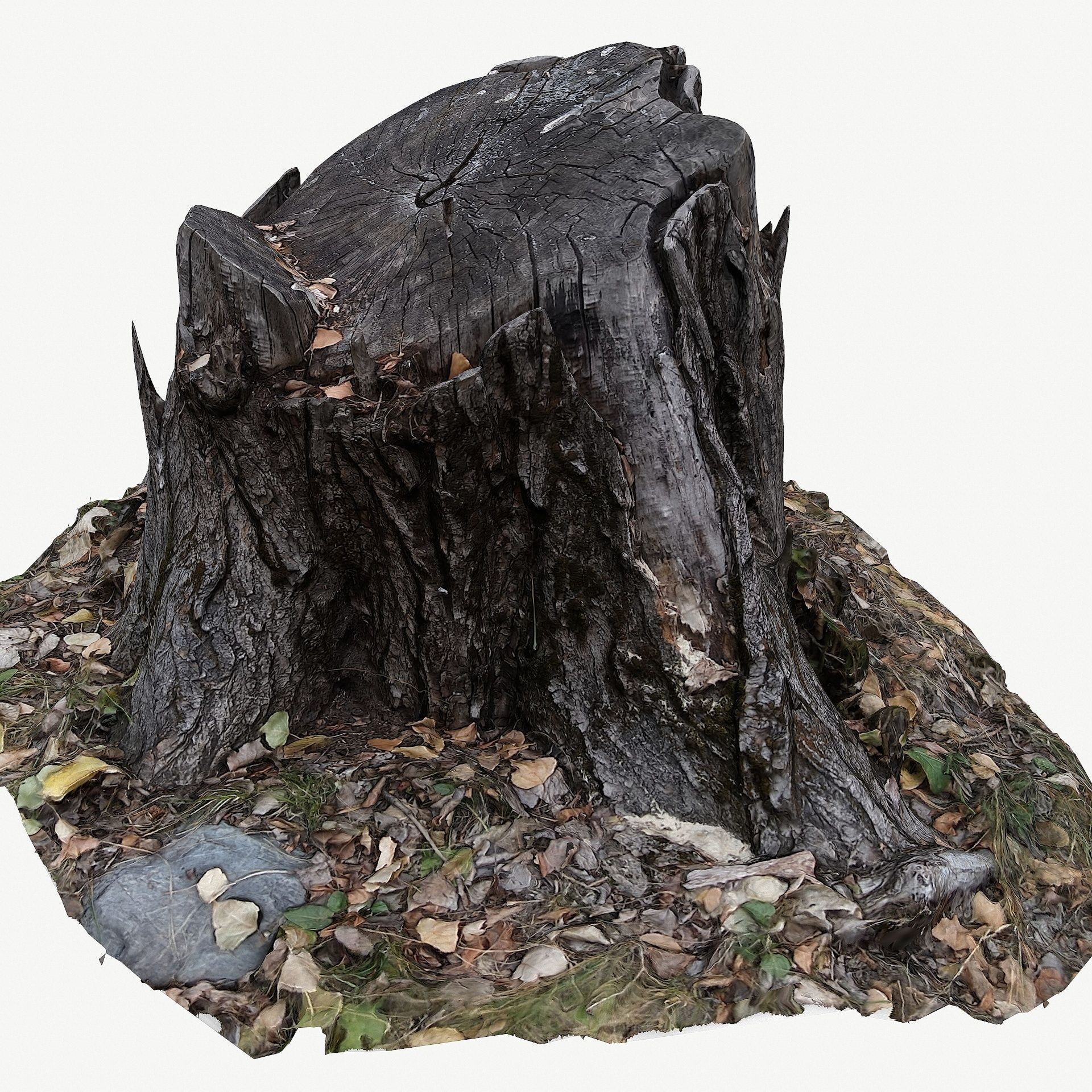 3D Scan BPR Tree Stump Collection model Low-poly 3D model_5