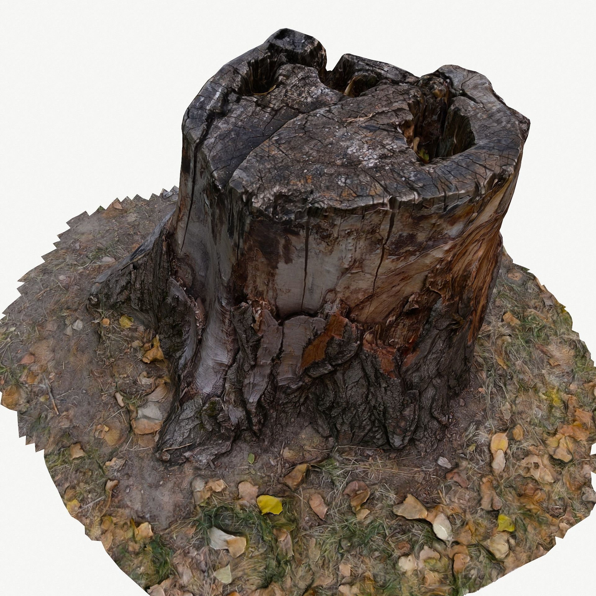 3D Scan BPR Tree Stump Collection model Low-poly 3D model_51