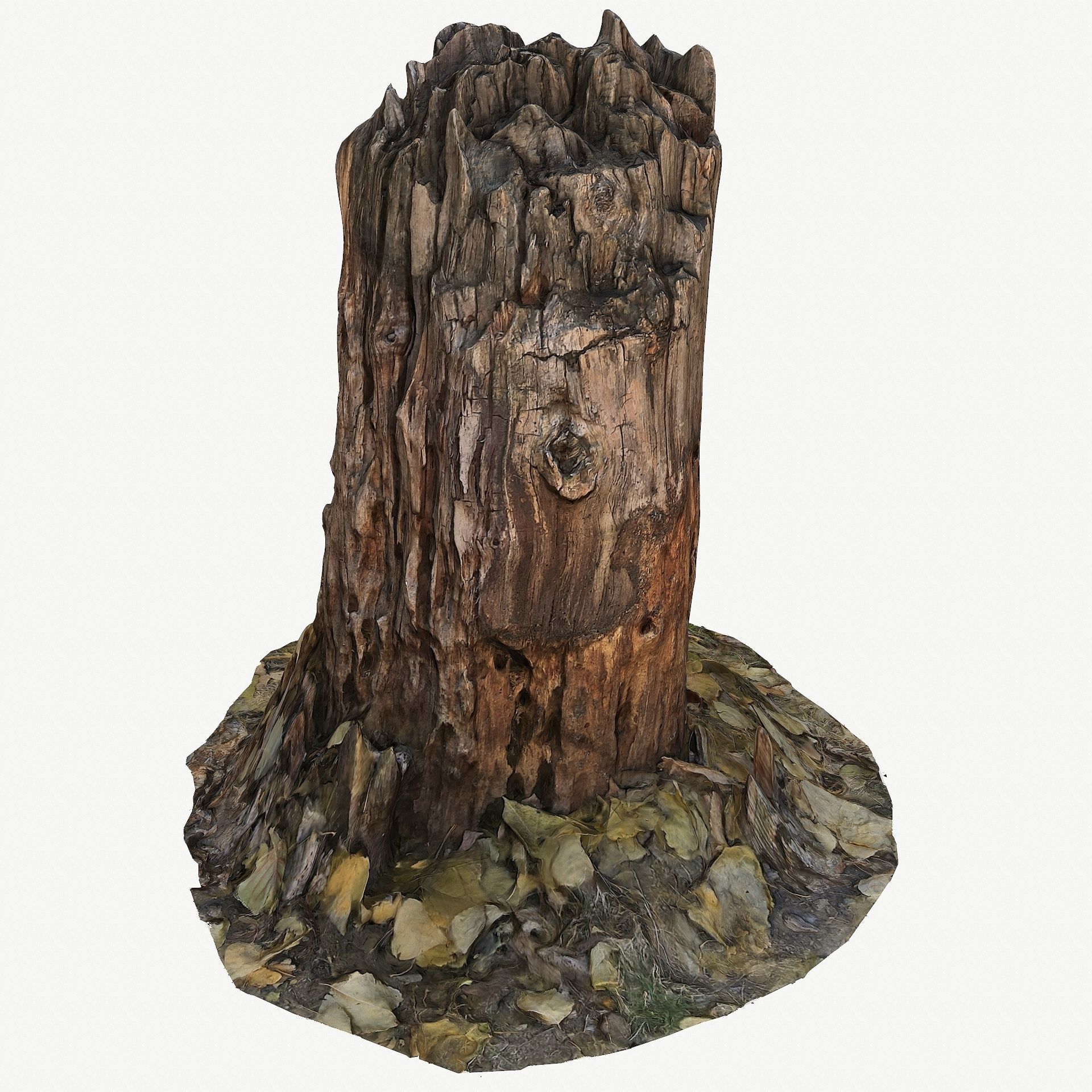 3D Scan BPR Tree Stump Collection model Low-poly 3D model_34