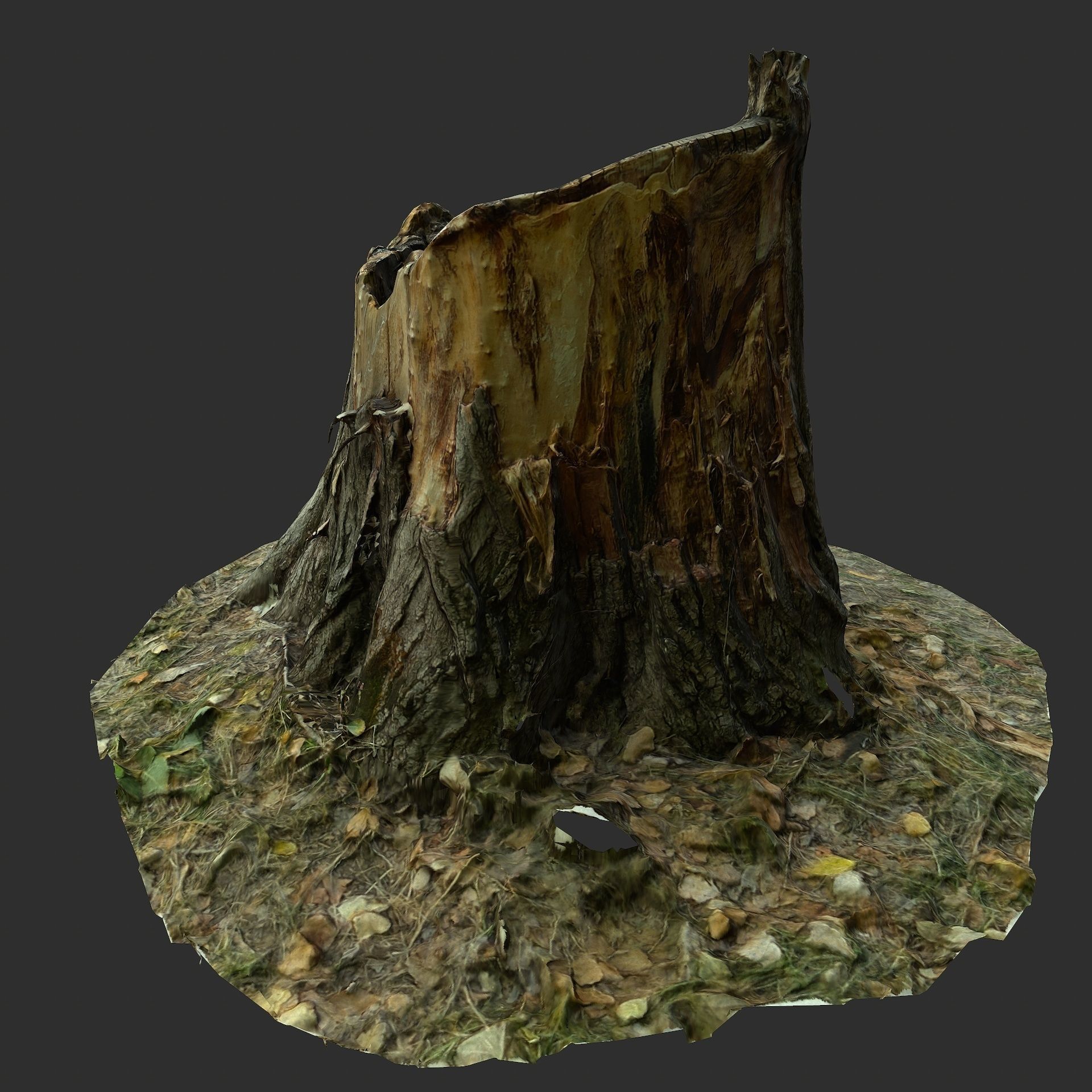 3D Scan BPR Tree Stump Collection model Low-poly 3D model_15