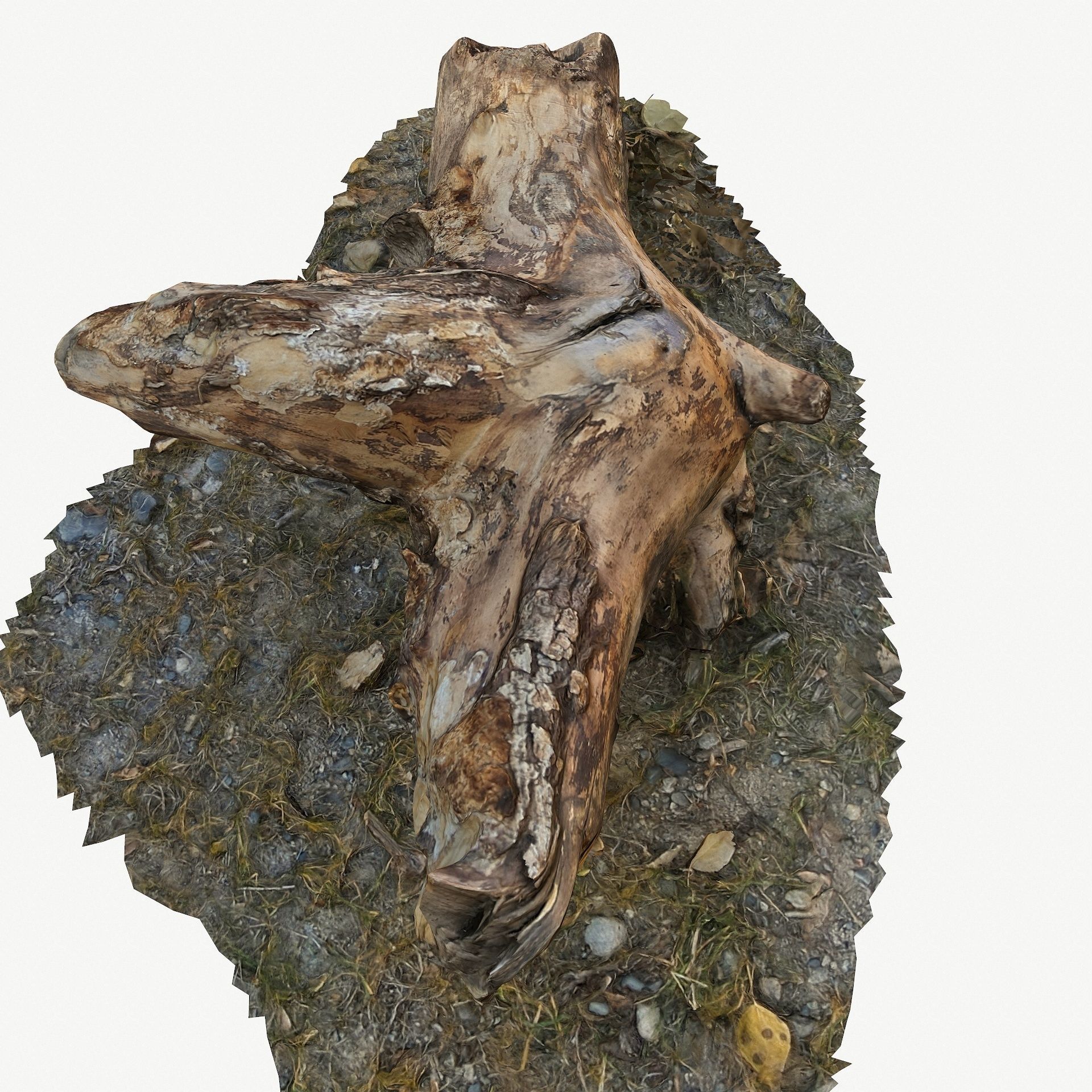 3D Scan BPR Tree Stump Collection model Low-poly 3D model_28