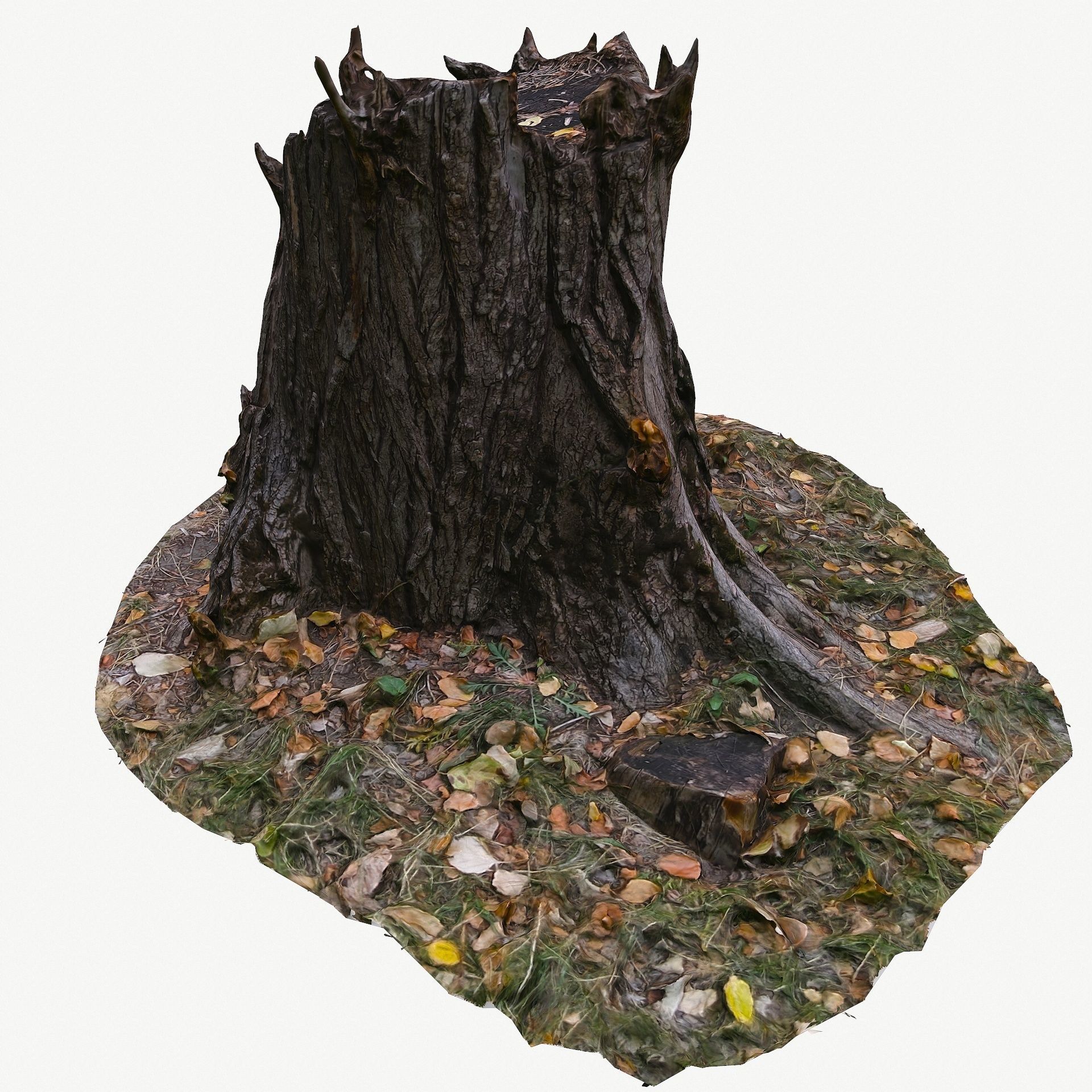 3D Scan BPR Tree Stump Collection model Low-poly 3D model_37