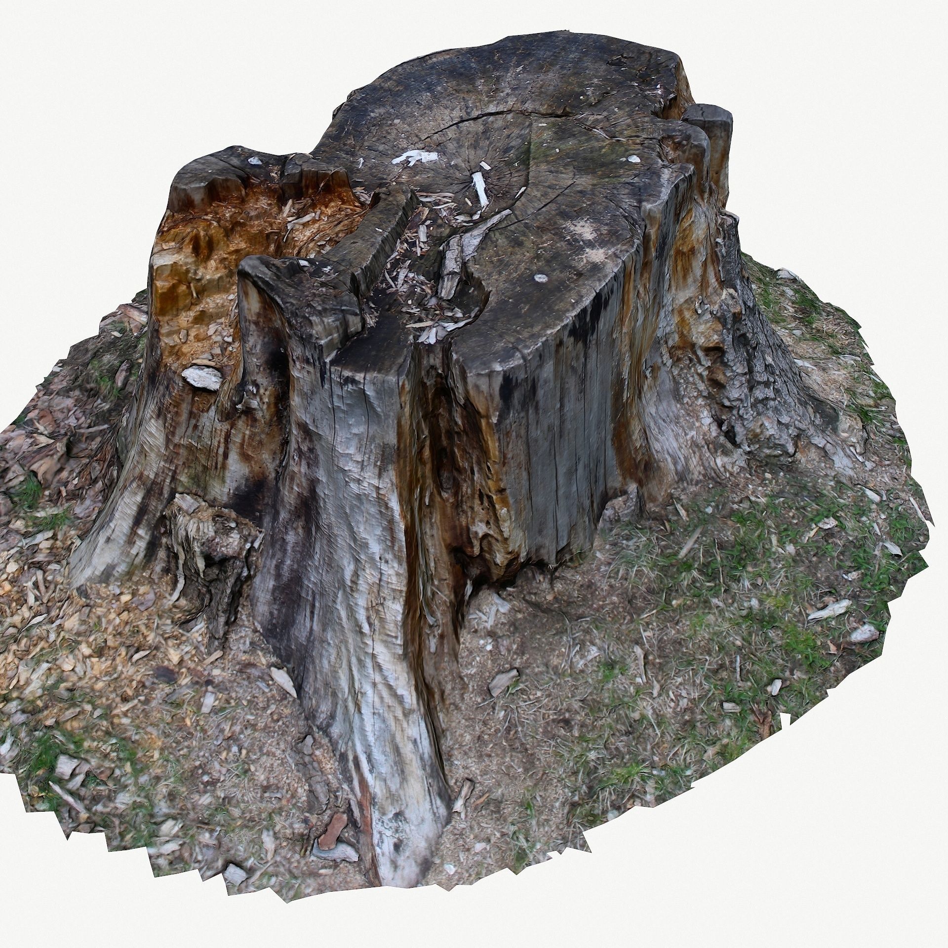 3D Scan BPR Tree Stump Collection model Low-poly 3D model_4