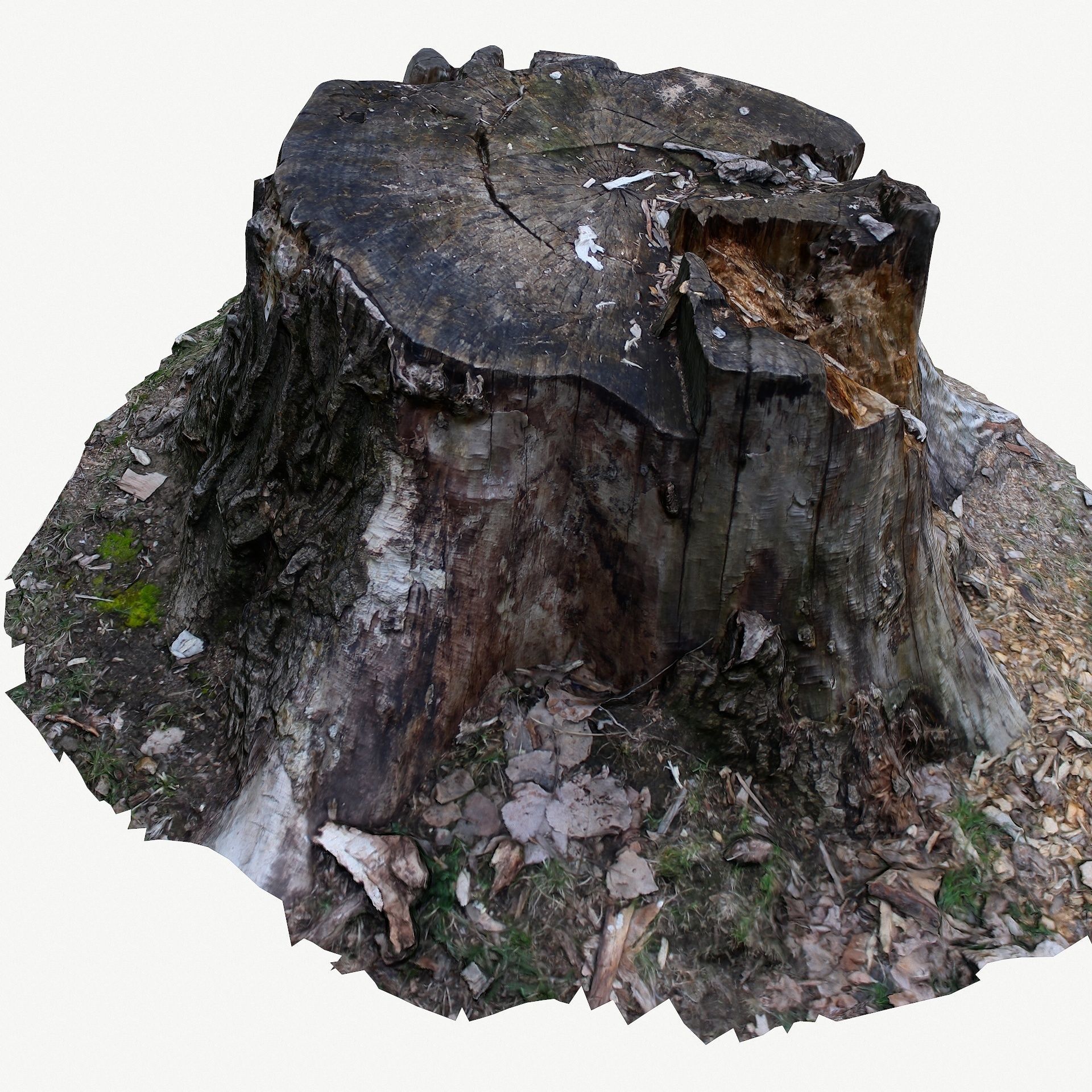 3D Scan BPR Tree Stump Collection model Low-poly 3D model_53