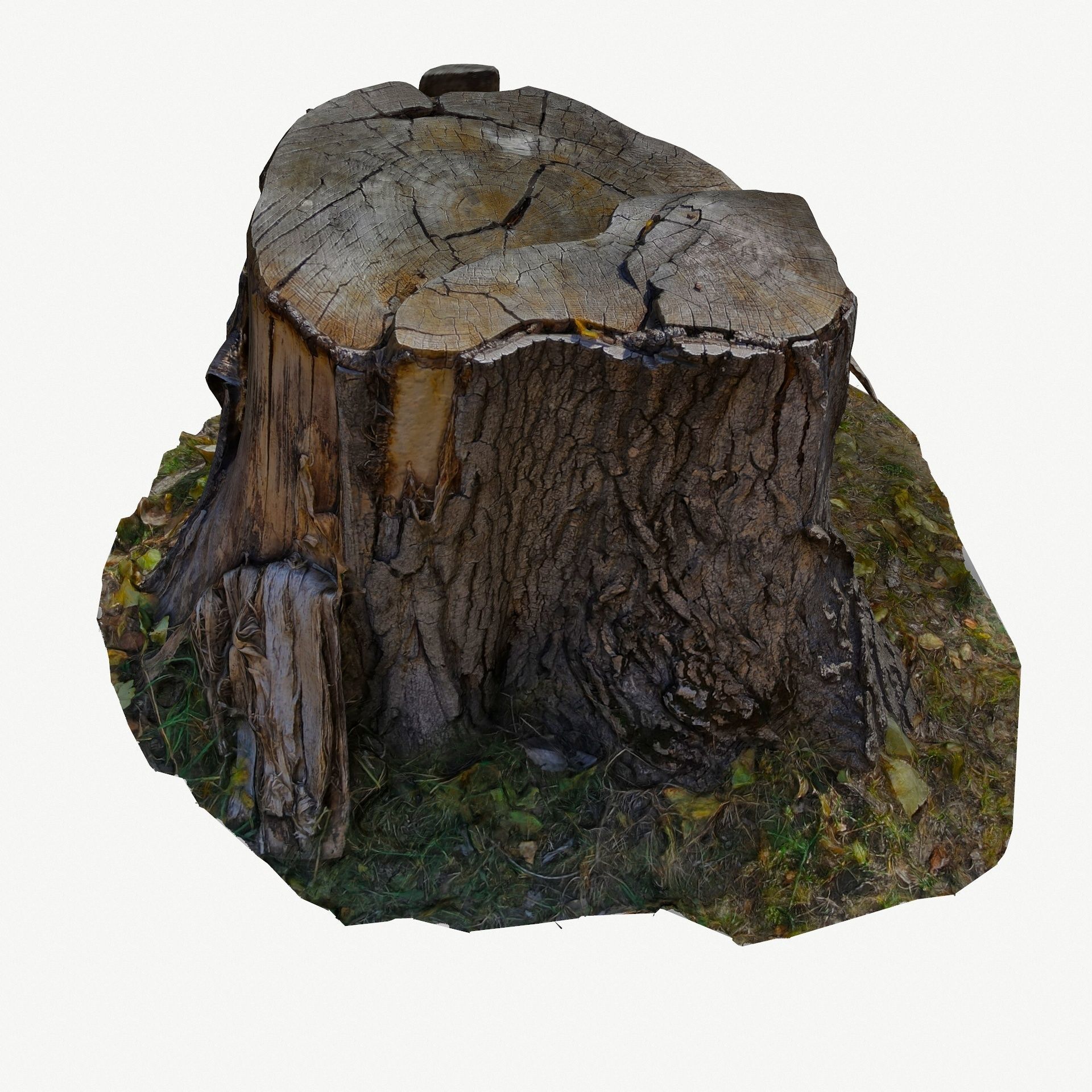 3D Scan BPR Tree Stump Collection model Low-poly 3D model_50