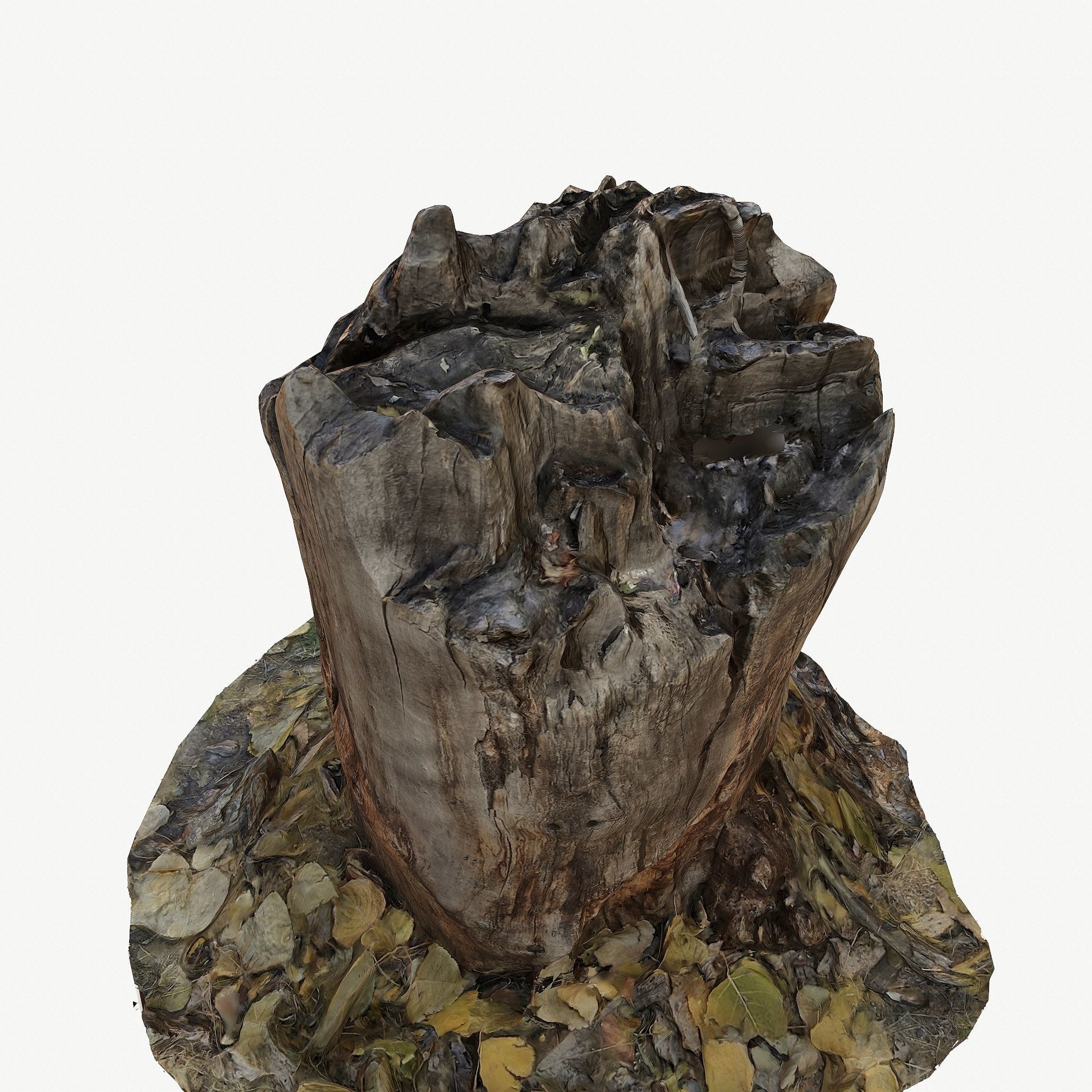 3D Scan BPR Tree Stump Collection model Low-poly 3D model_68