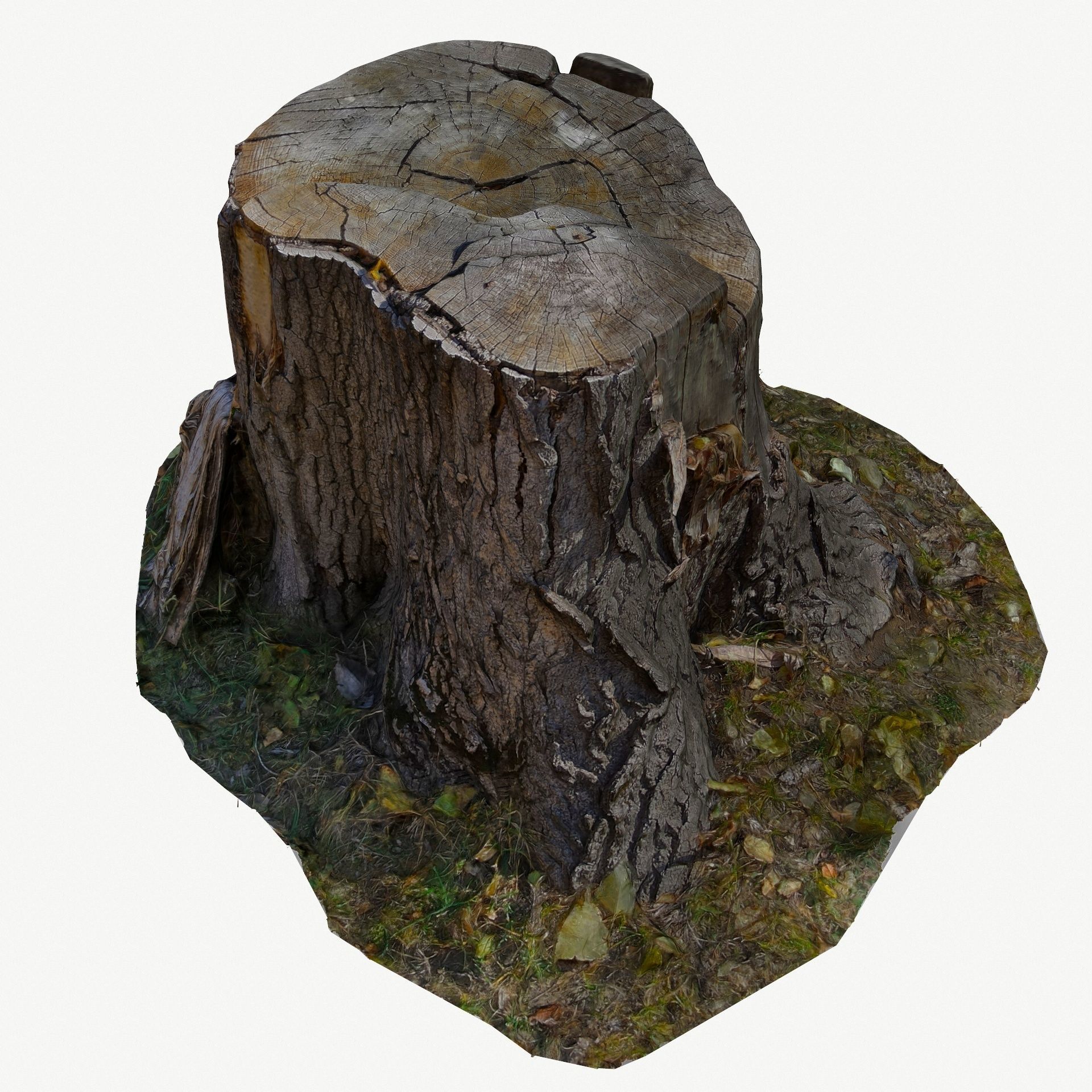 3D Scan BPR Tree Stump Collection model Low-poly 3D model_59