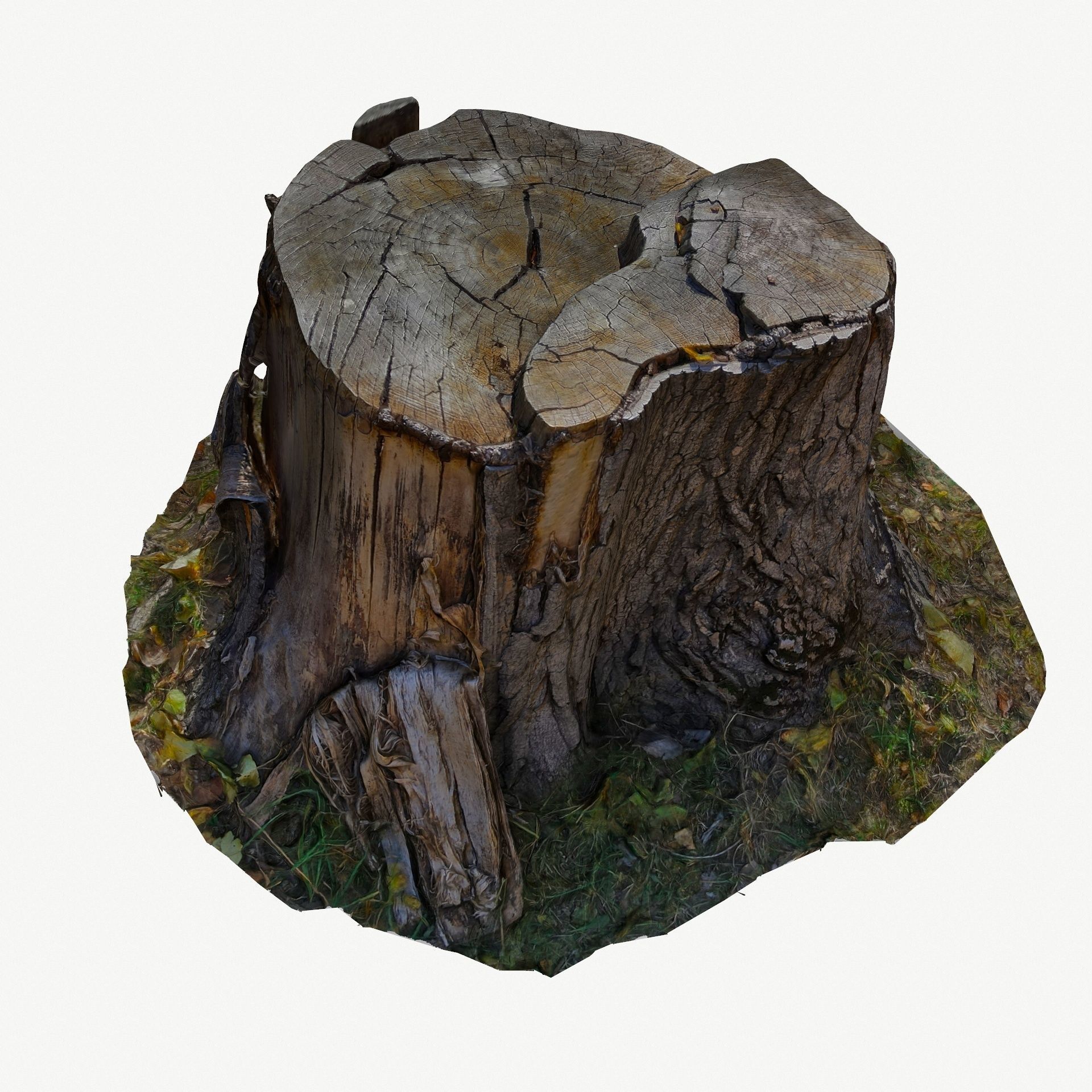 3D Scan BPR Tree Stump Collection model Low-poly 3D model_43