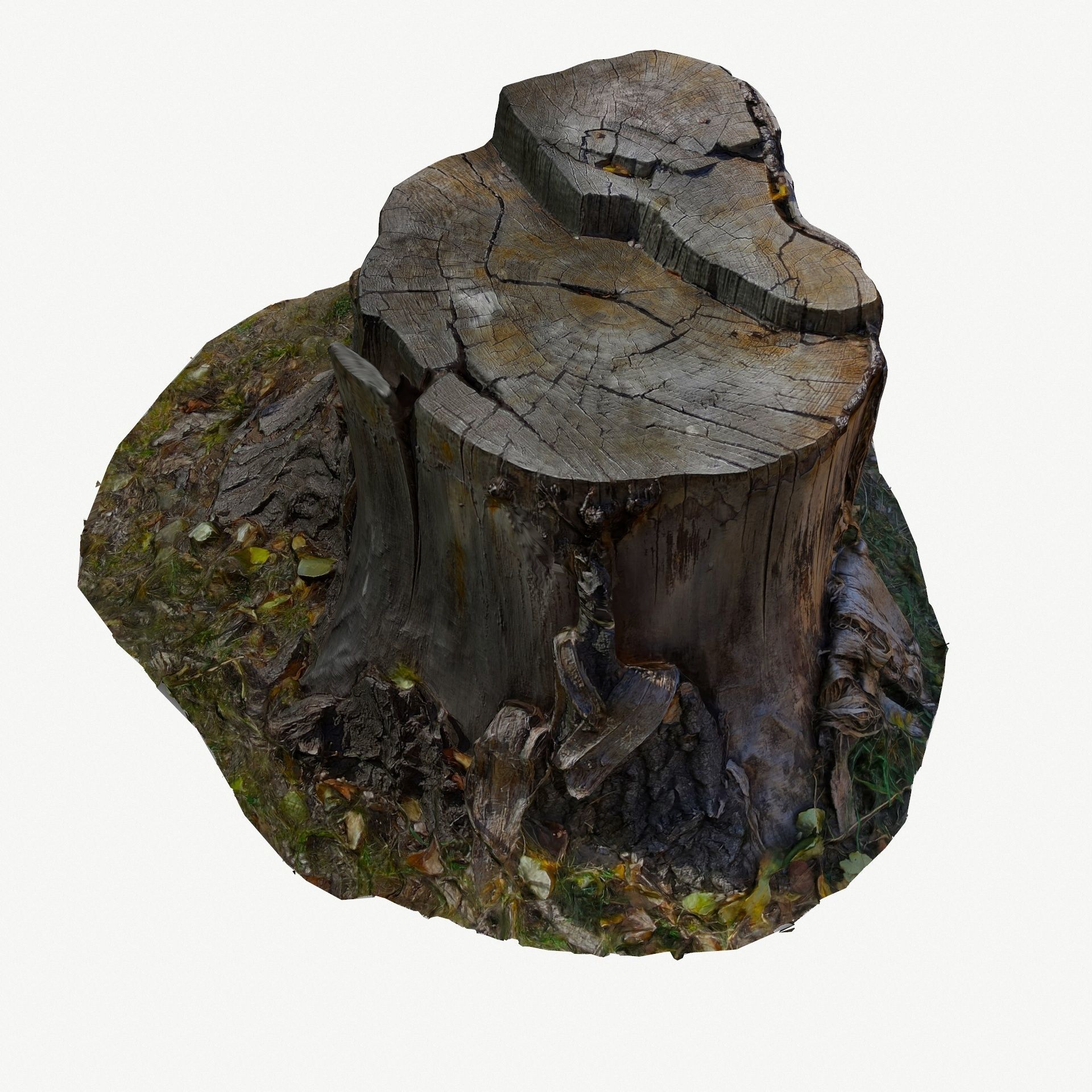 3D Scan BPR Tree Stump Collection model Low-poly 3D model_31