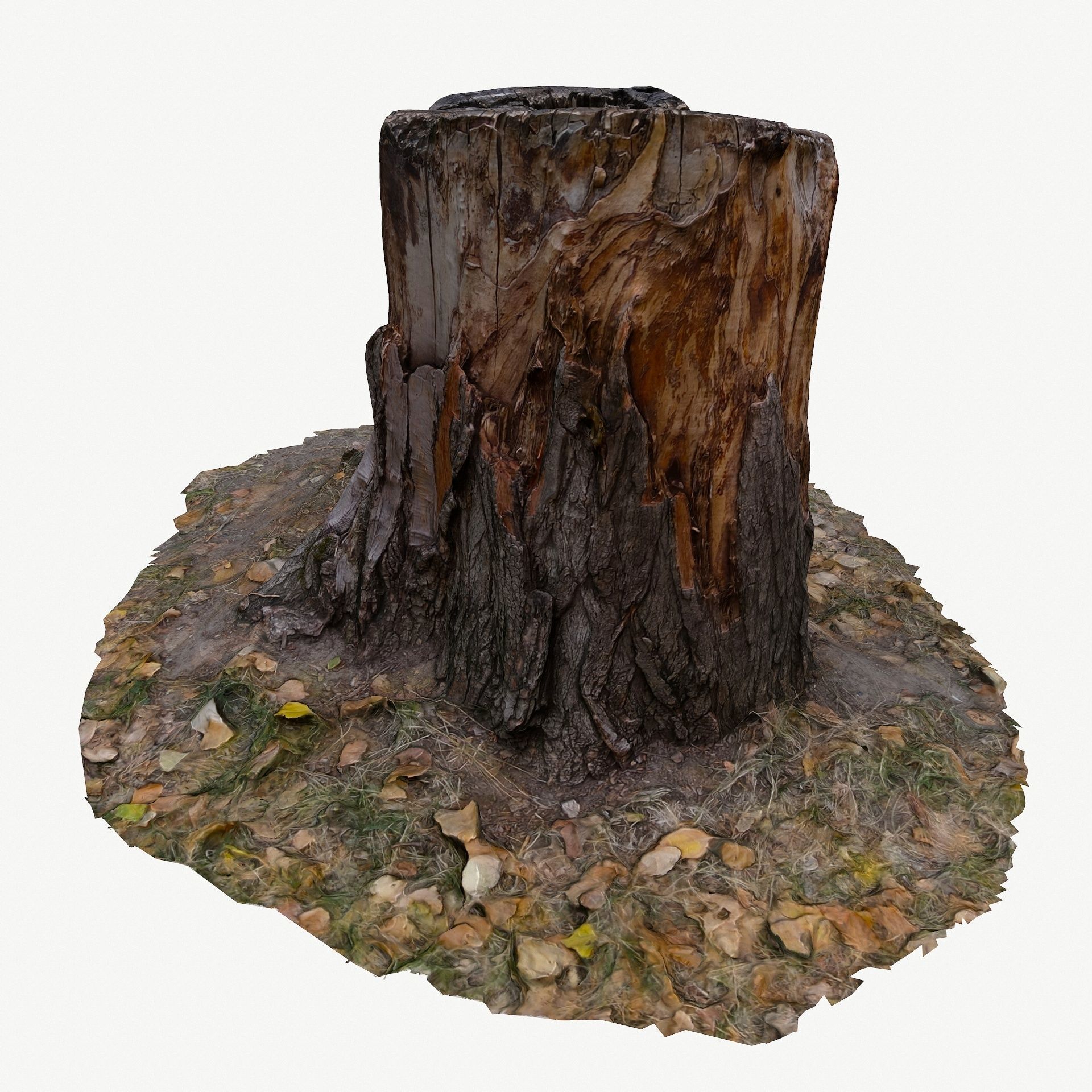 3D Scan BPR Tree Stump Collection model Low-poly 3D model_16