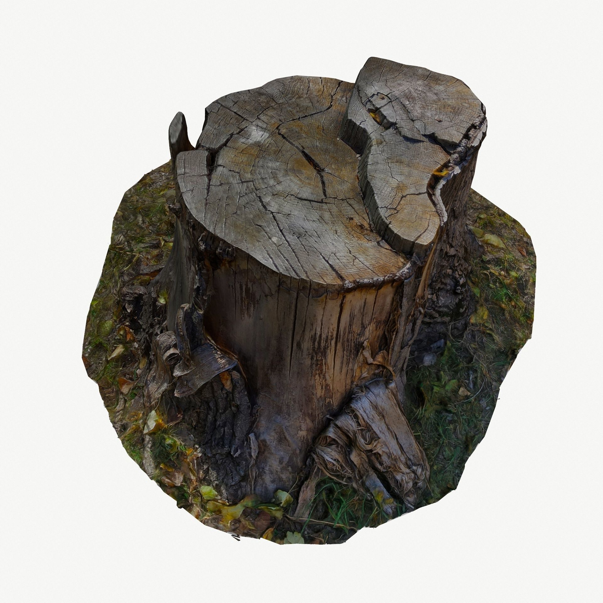 3D Scan BPR Tree Stump Collection model Low-poly 3D model_36